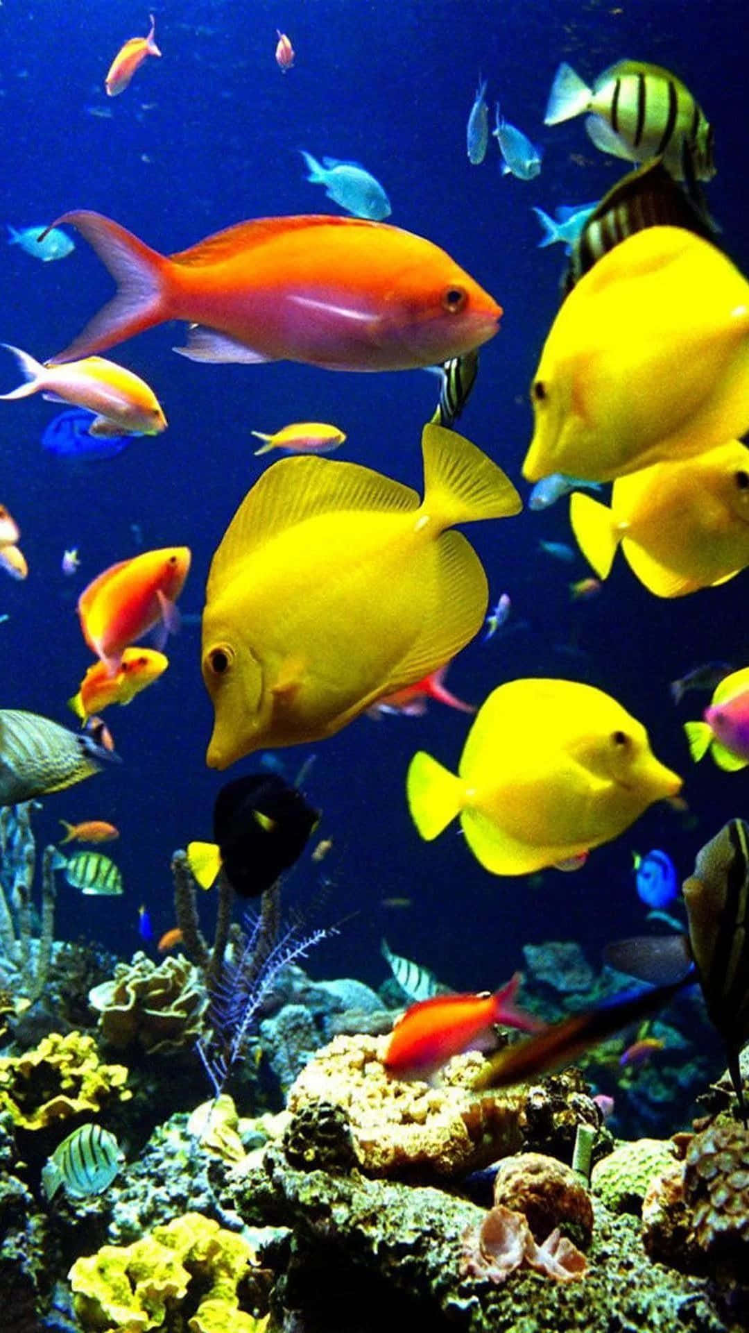 Fish Wallpaper. Wallpaper