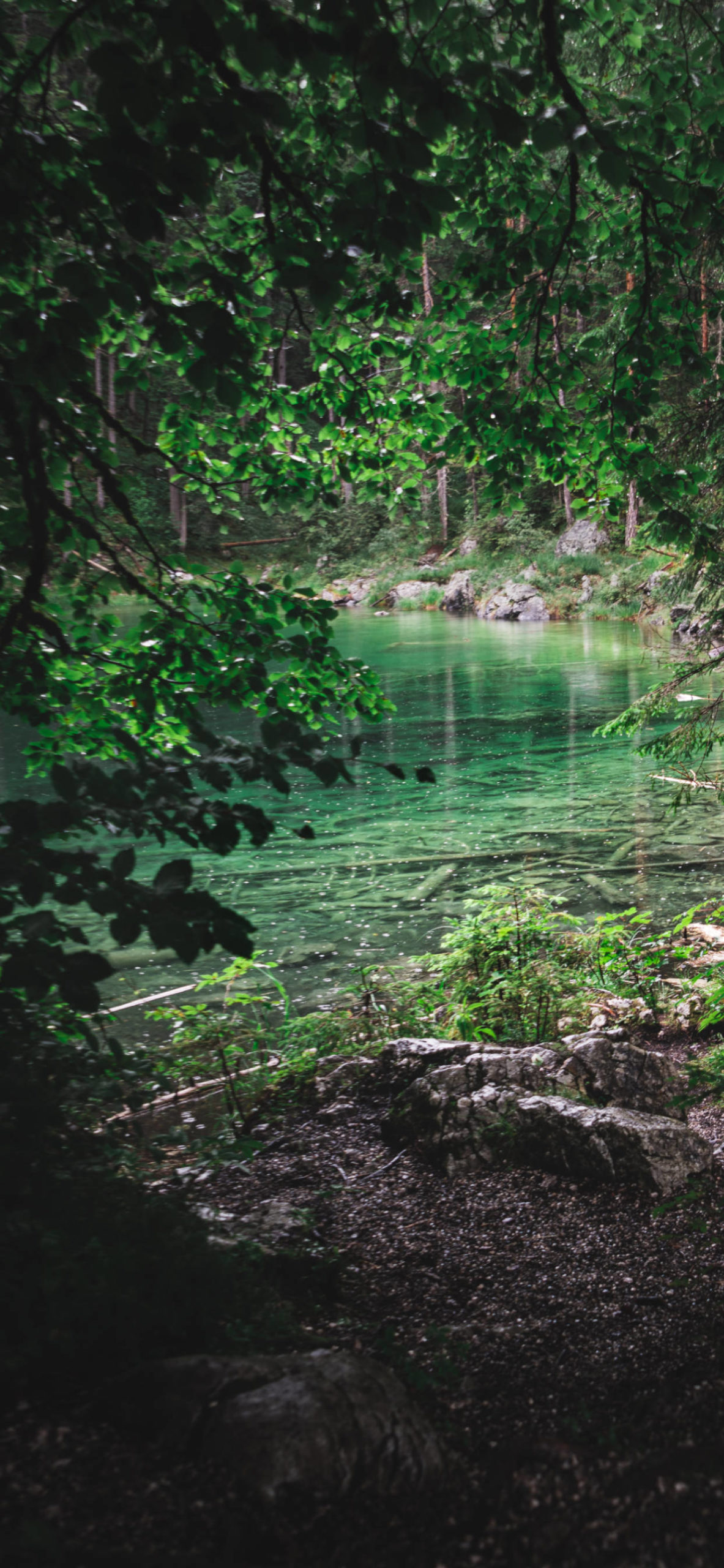 Forest Wallpaper for iPhone 11, Pro Max, X, 8, 7, 6