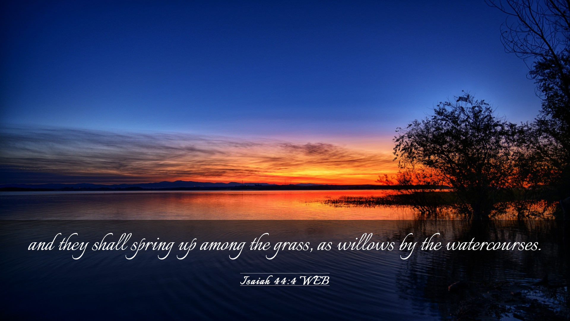 Isaiah 44:4 WEB Desktop Wallpaper