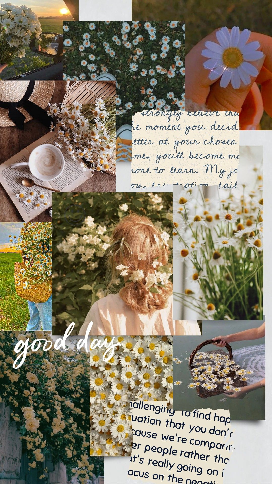 Phone aesthetic daisy wallpaper. Daisy