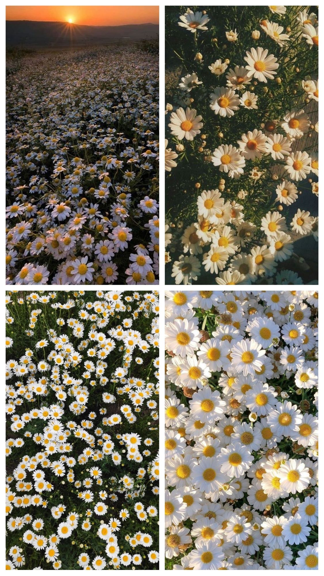 Flower collage, Daisy flower, Flowers