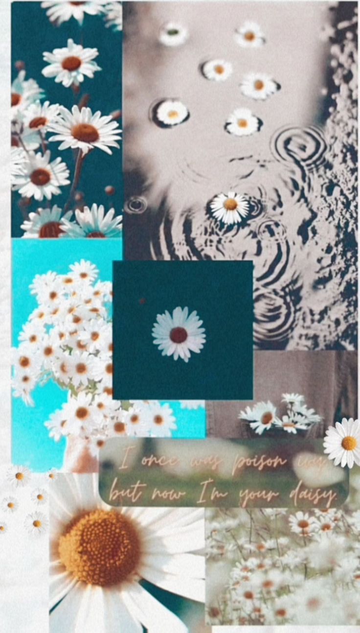 Daisy aesthetic wallpaper. Spring