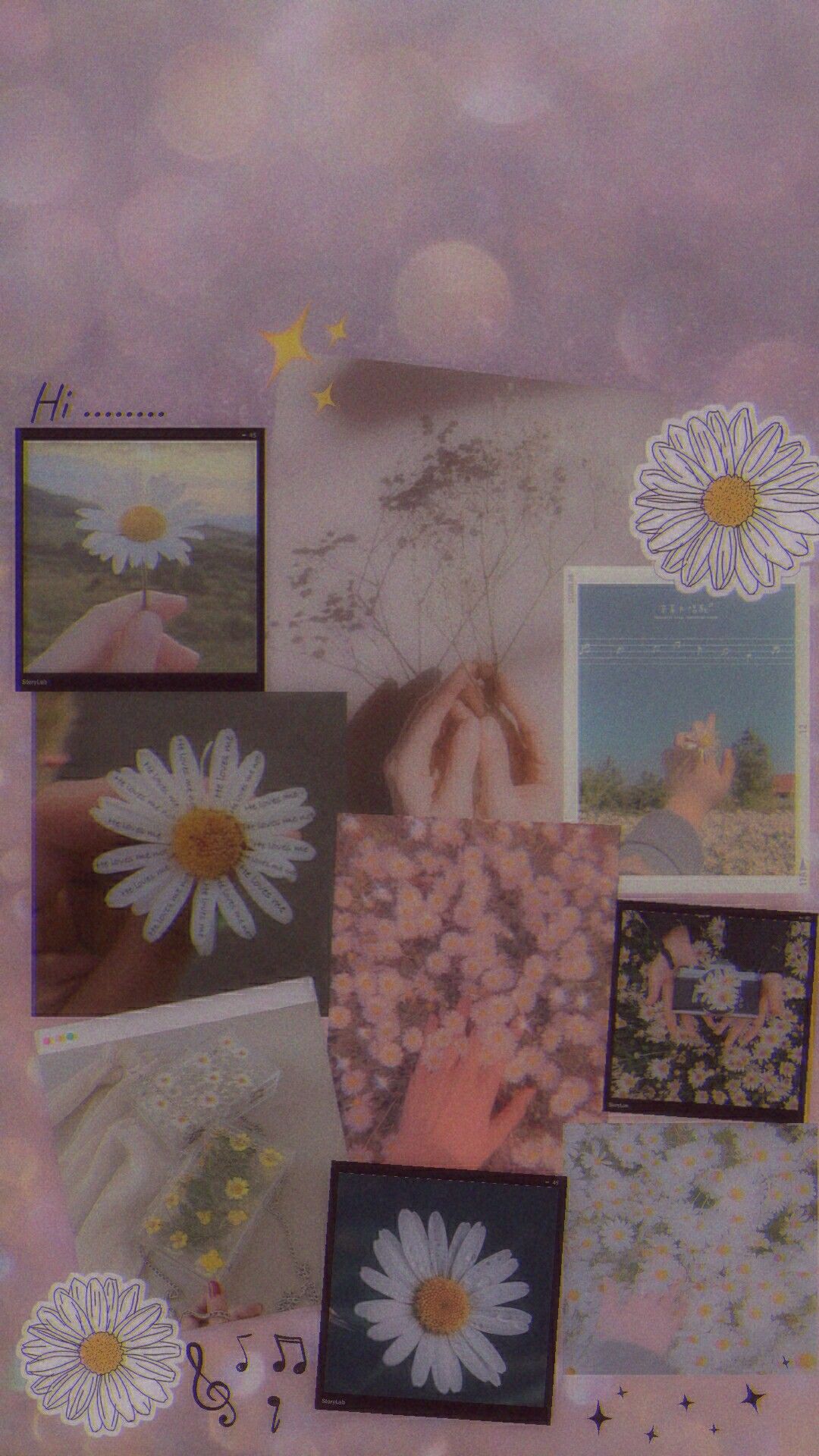 Daisy flower aesthetics. Bunga daisy