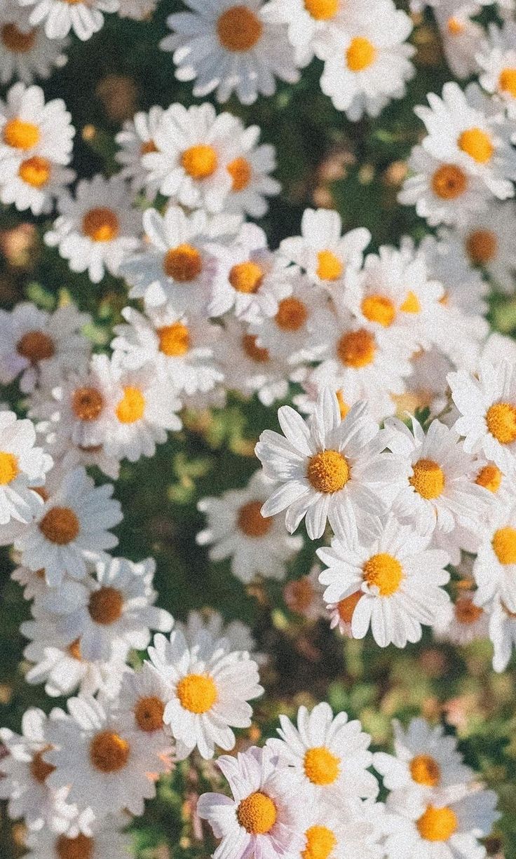 Daisy wallpaper, Spring wallpaper, Daisy