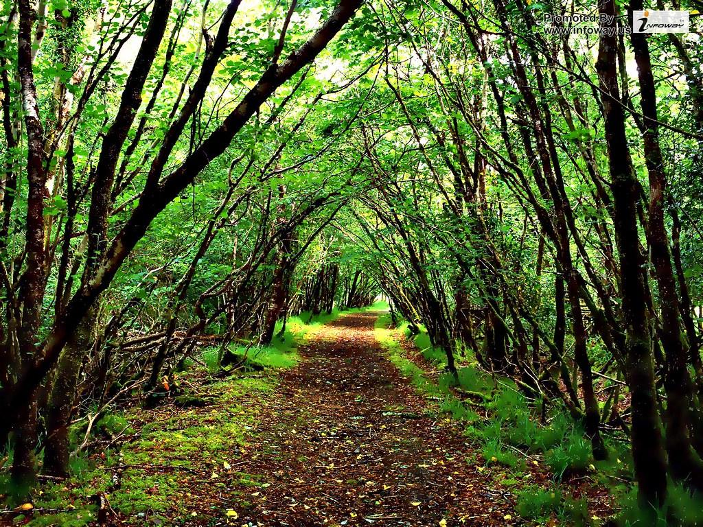 HD wallpaper Forest Background