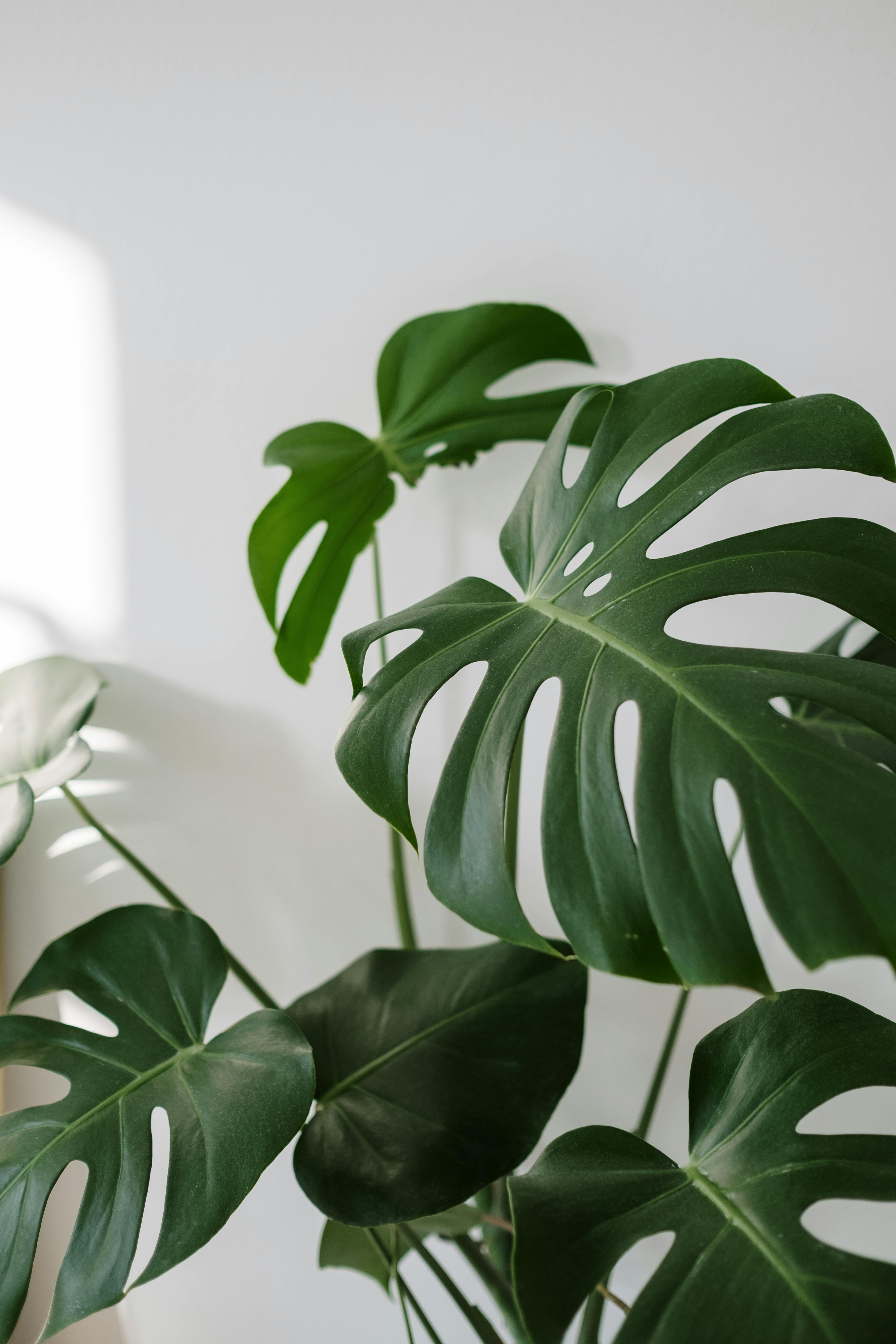 Monstera Photo, Download The BEST Free