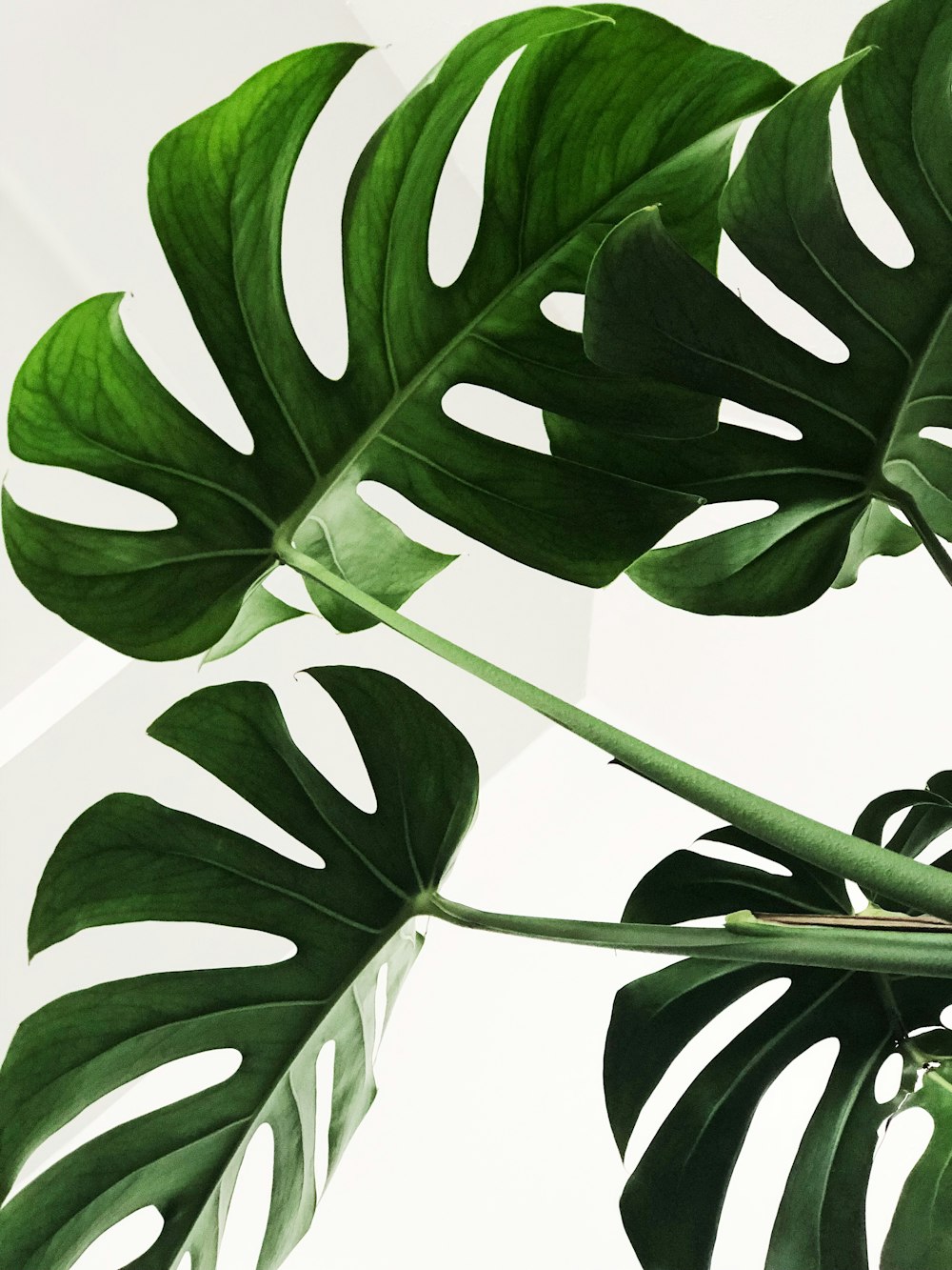 Monstera Deliciosa Picture