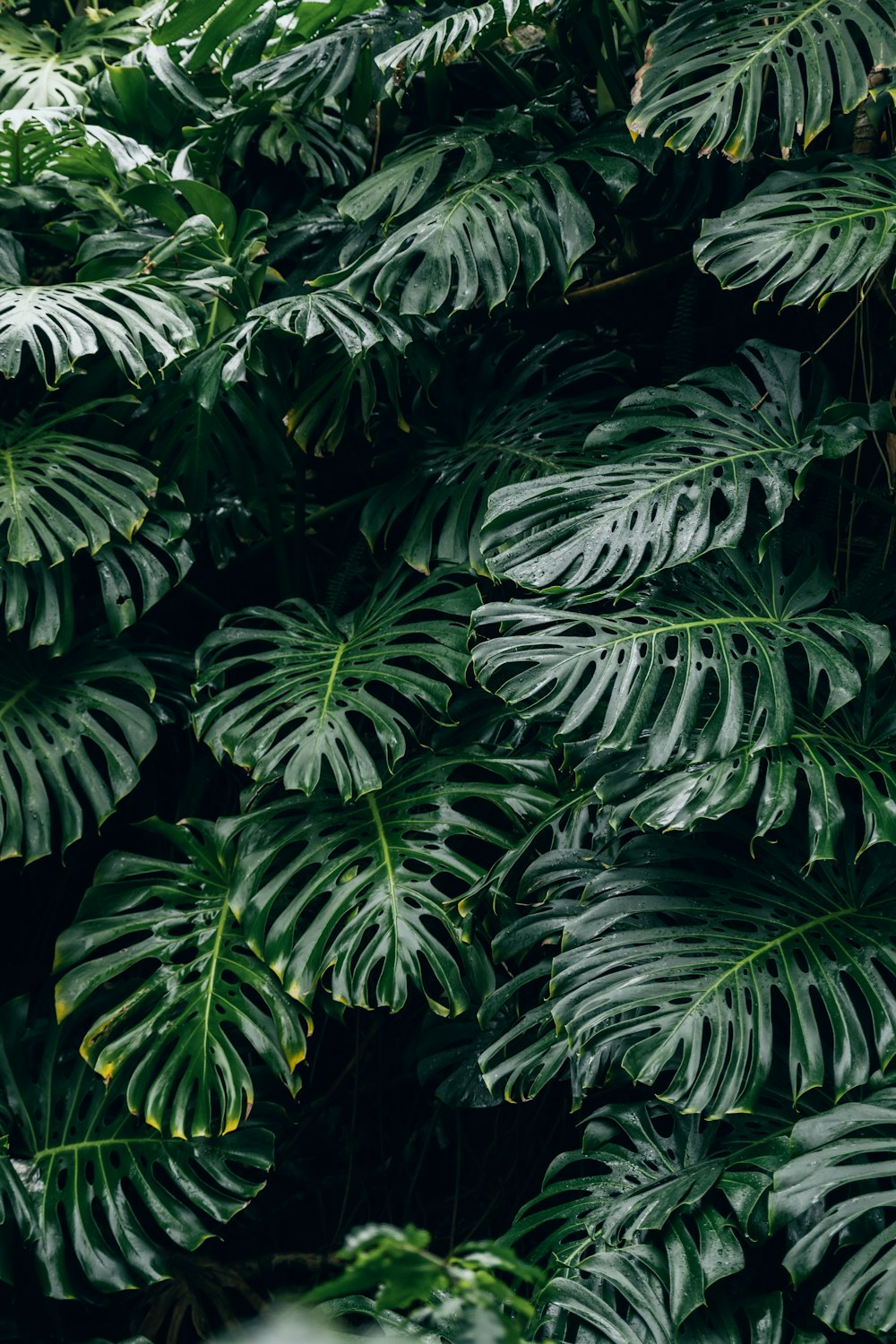 Monstera Deliciosa Picture