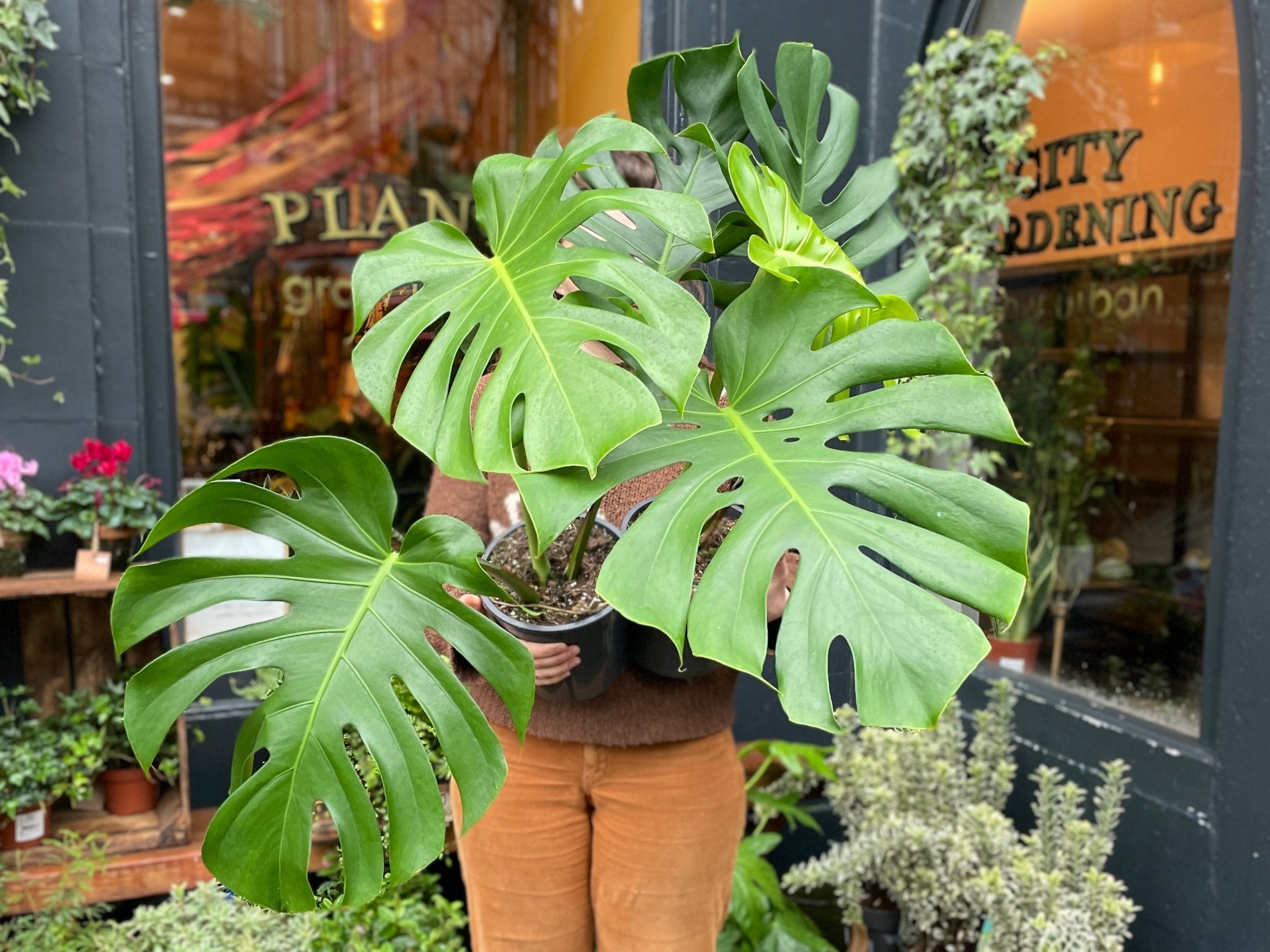 Care Guide: Monstera Deliciosa