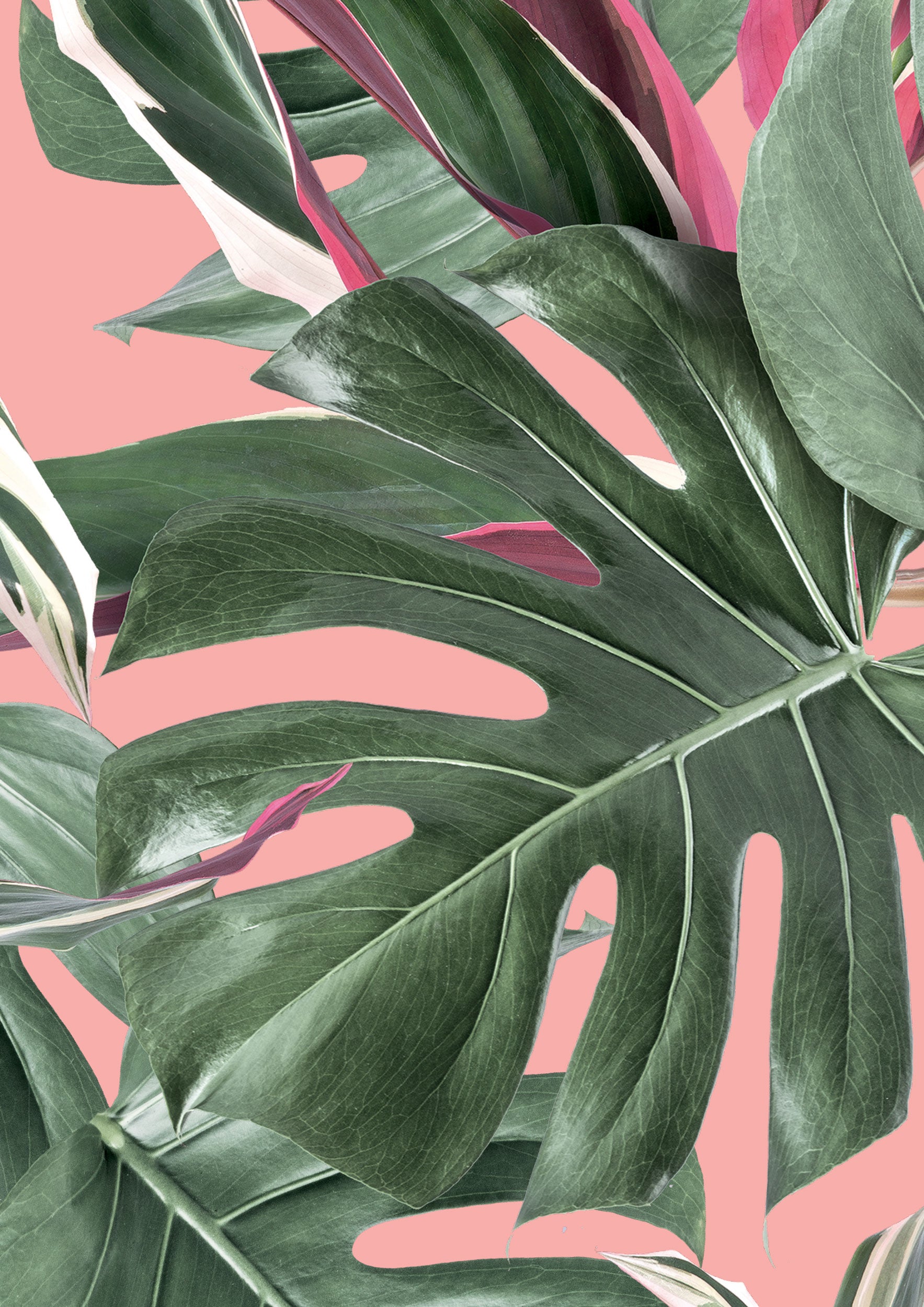 Shop Botanical Wallpaper Monstera Pink