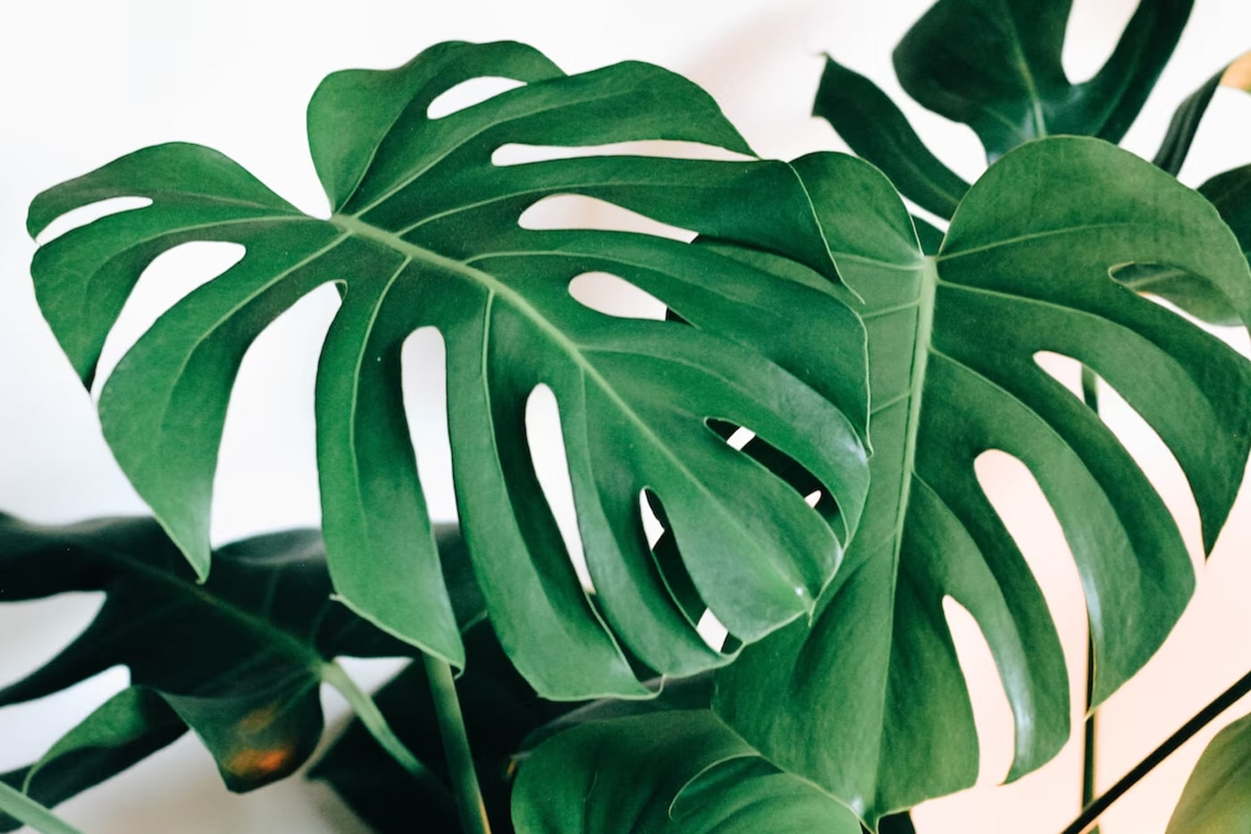 How To Care For Indoor Monstera Plants