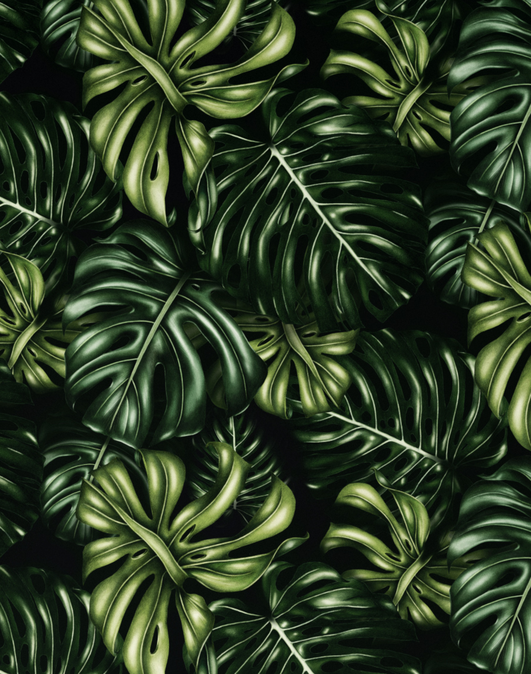 Monstera Deliciosa