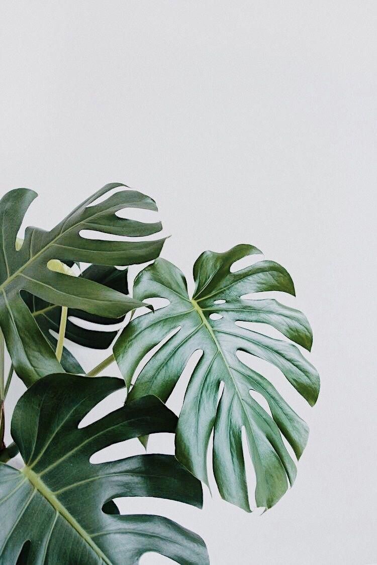 Plant aesthetic, Monstera plant, Plant