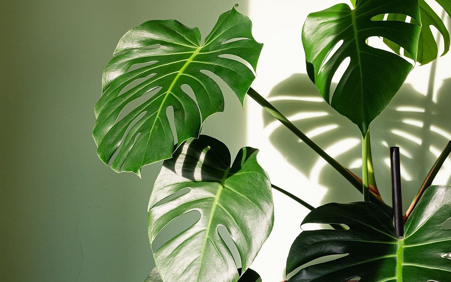 How to Care for a Monstera Plant, aka