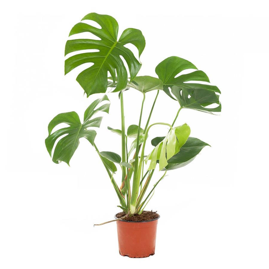 Download free Fresh Monstera Plant