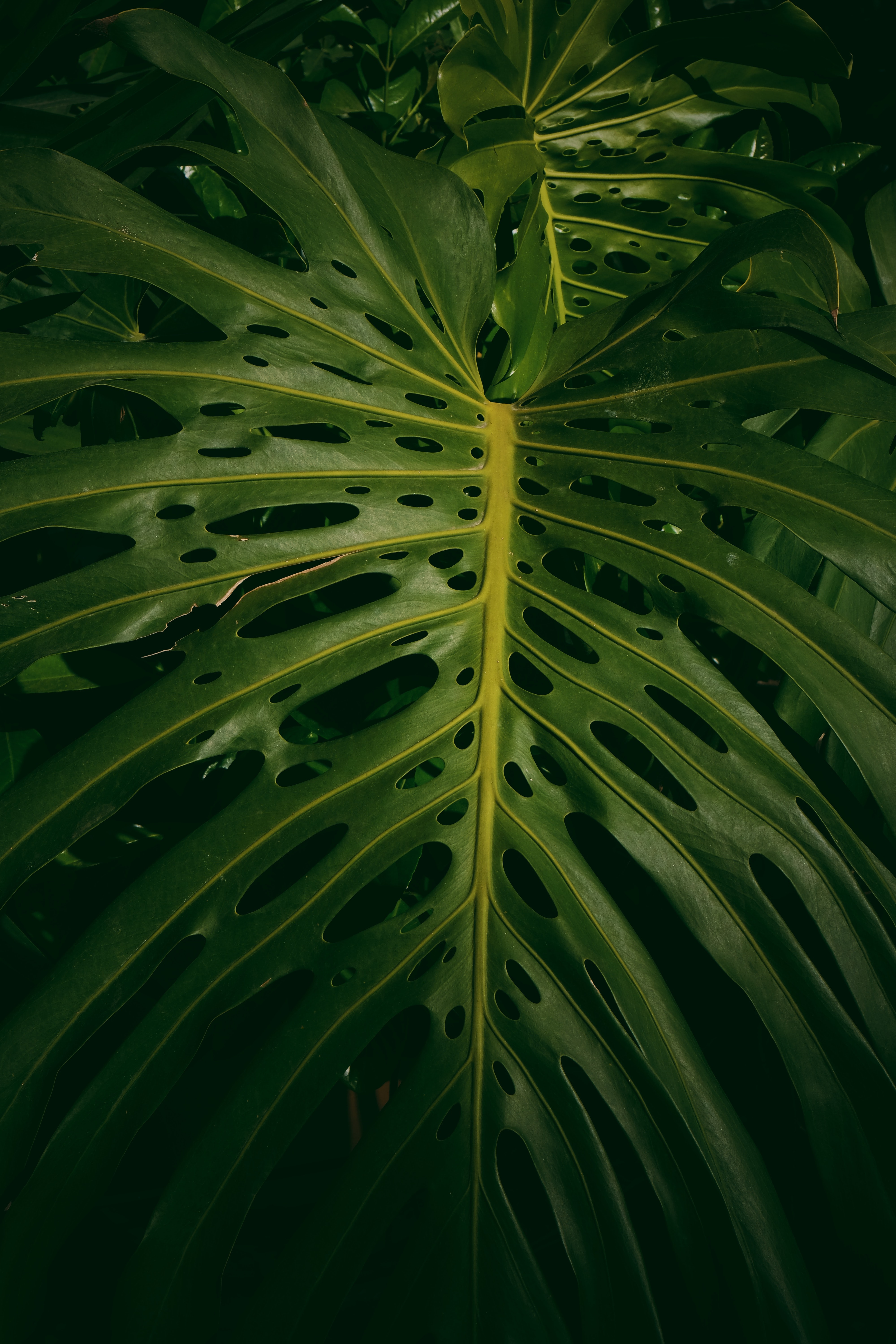 Mobile wallpaper: Monstera, Leaves