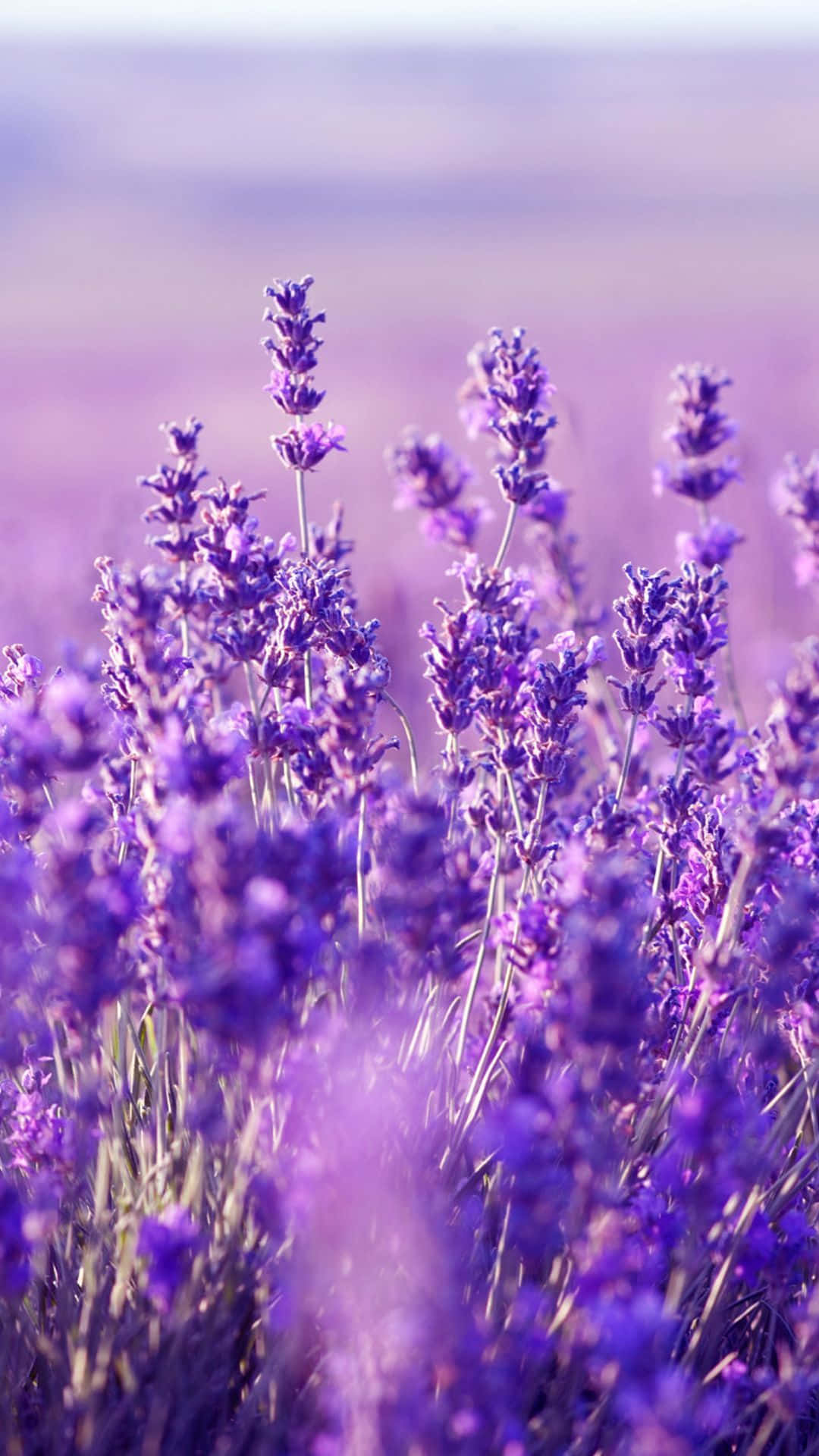 Download Lavender Purple Flowers