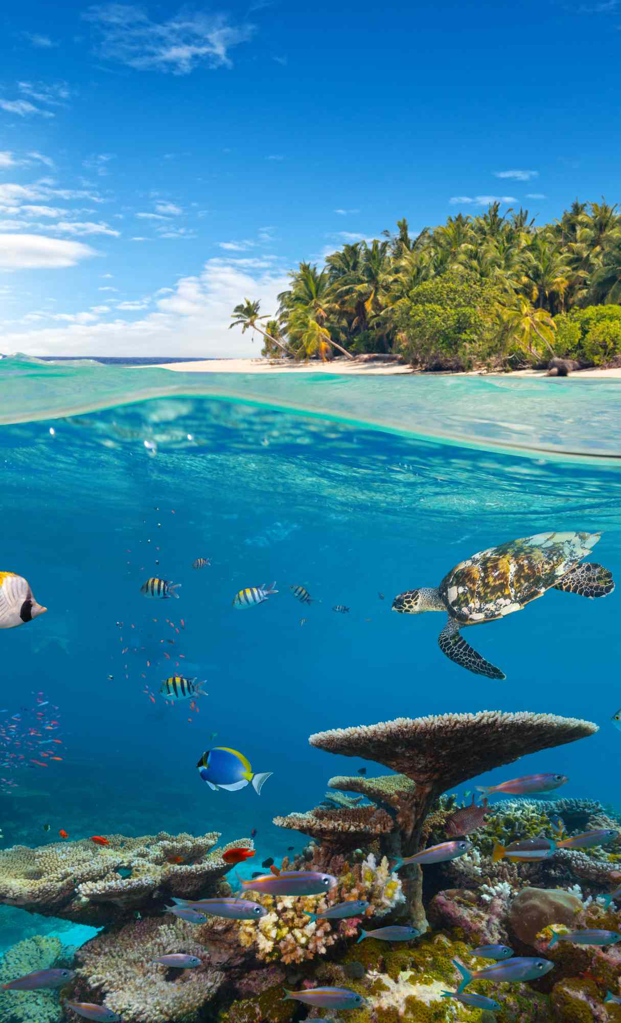 Cool iPhone Wallpaper