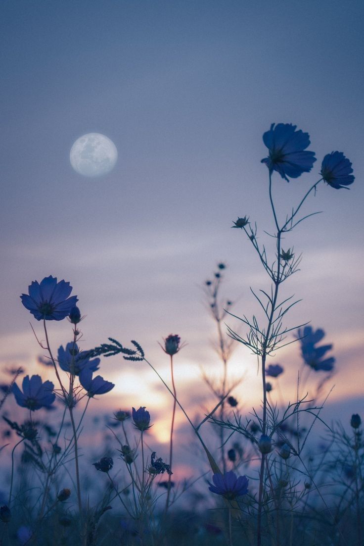 Pretty Wallpaper: Blue Flowers and Moon