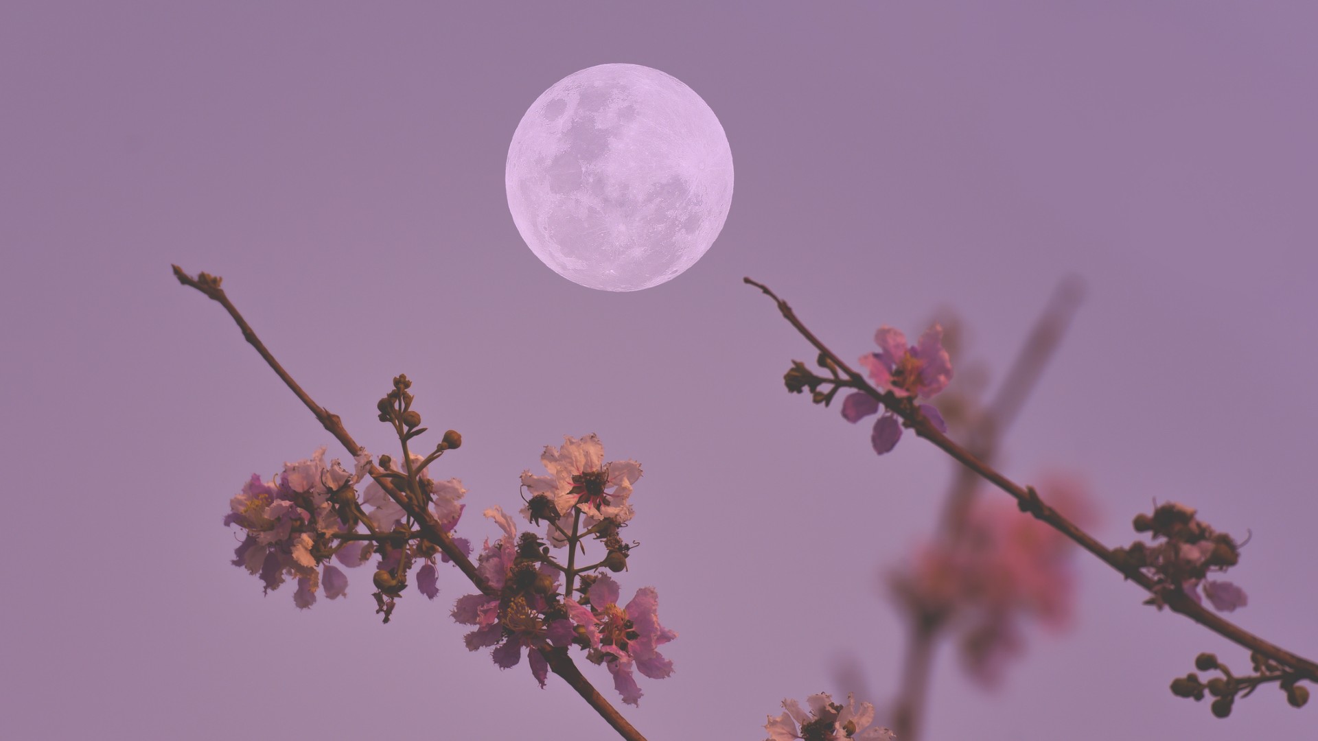 May full moon 2023: The Flower Moon