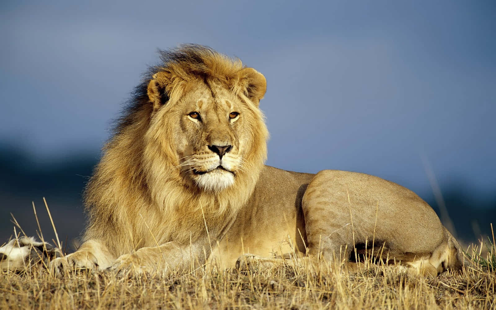 Download A pride of beautiful Lions relaxing in Africa