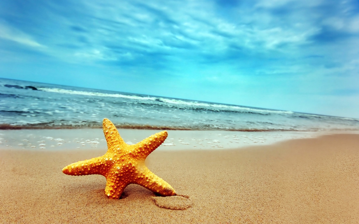 HD desktop wallpaper: Starfish