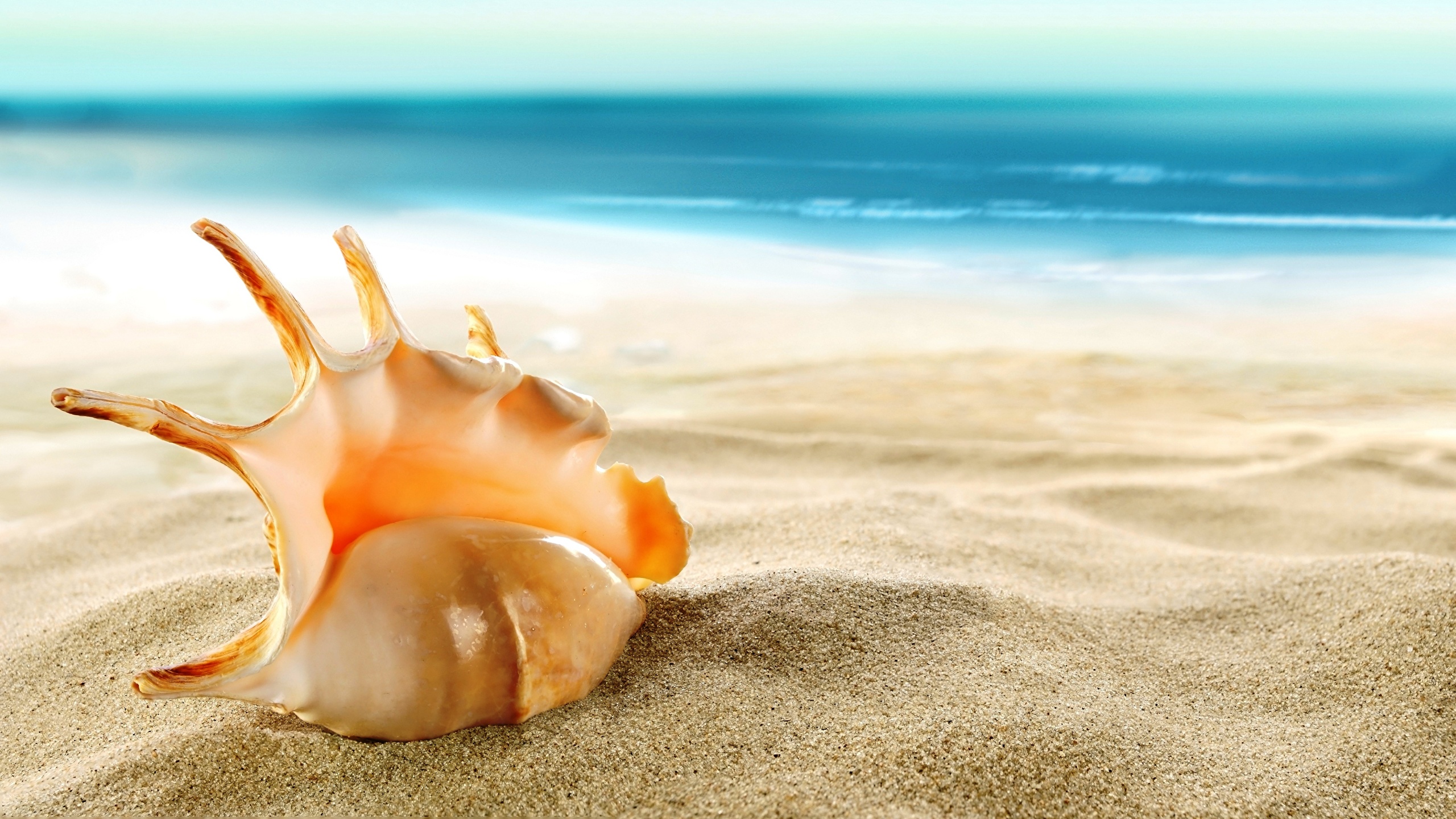 Desktop Wallpaper beaches Sea Nature