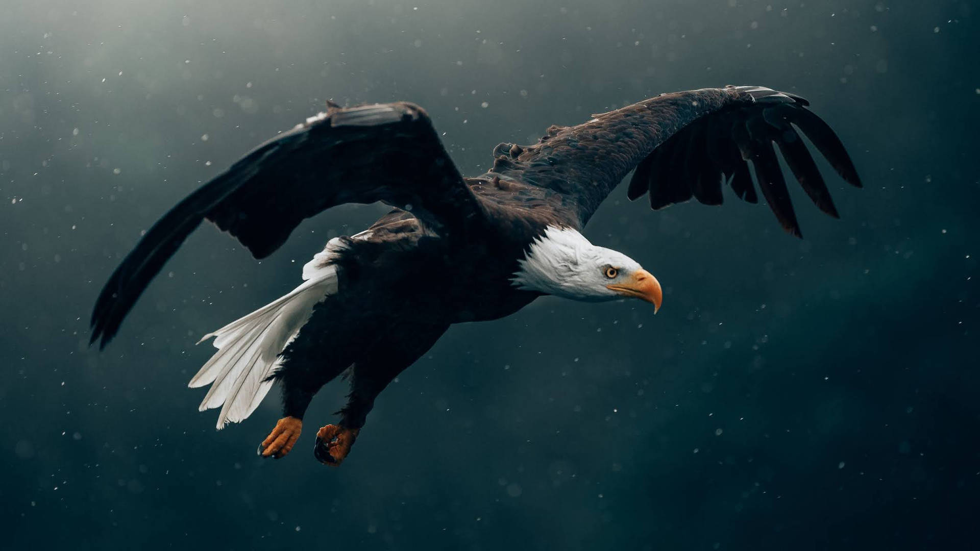 Us Eagle Wallpaper