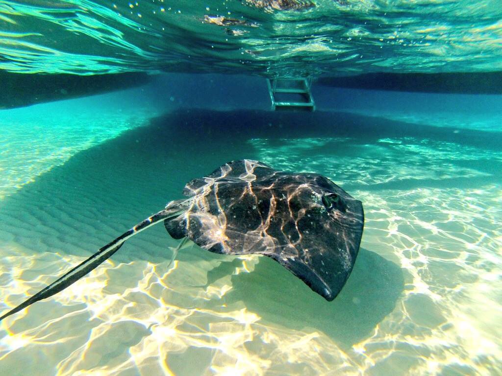 GoPro Photo Essay: Stingray City