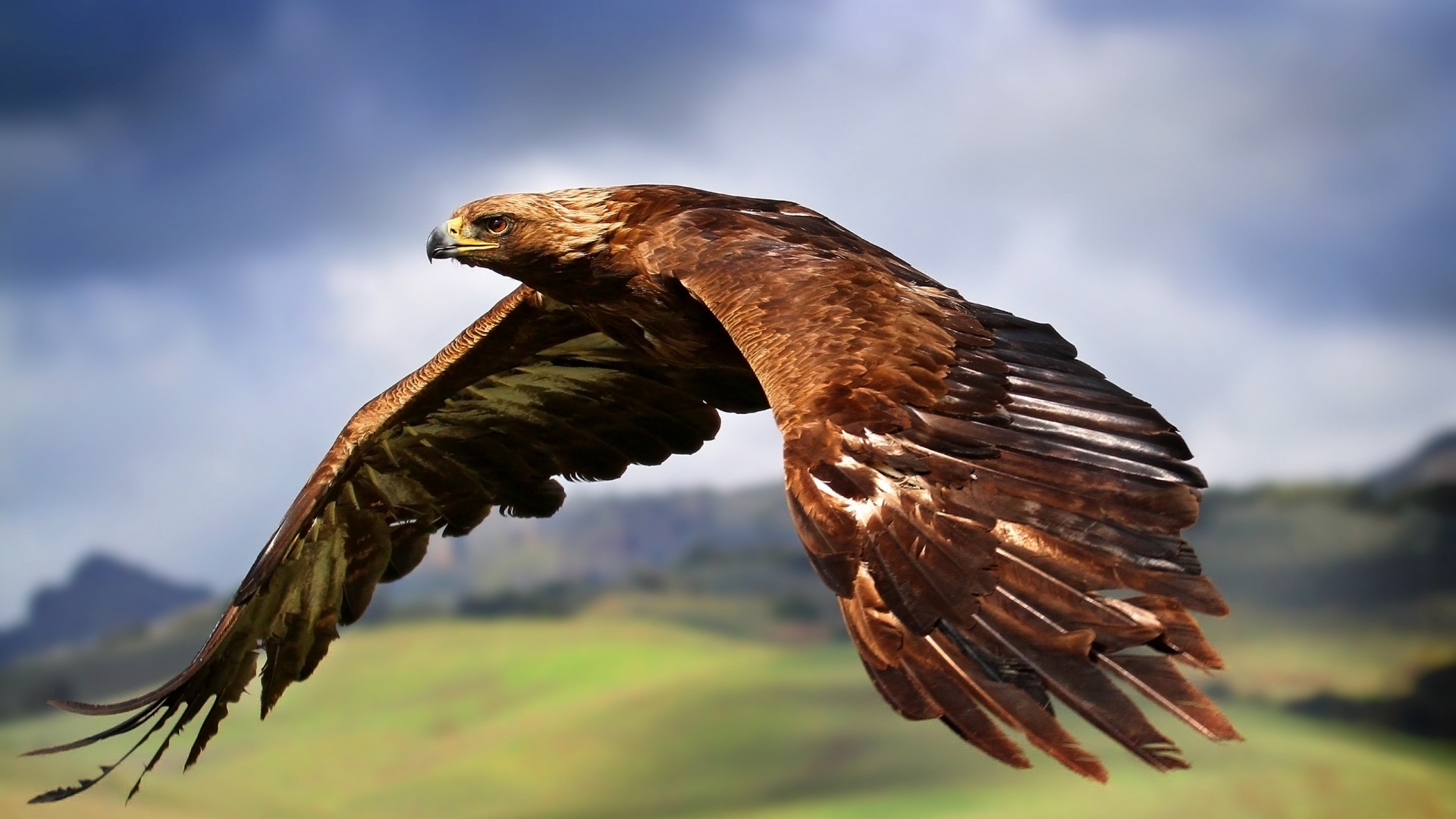 Golden Eagle wallpaper for desktop