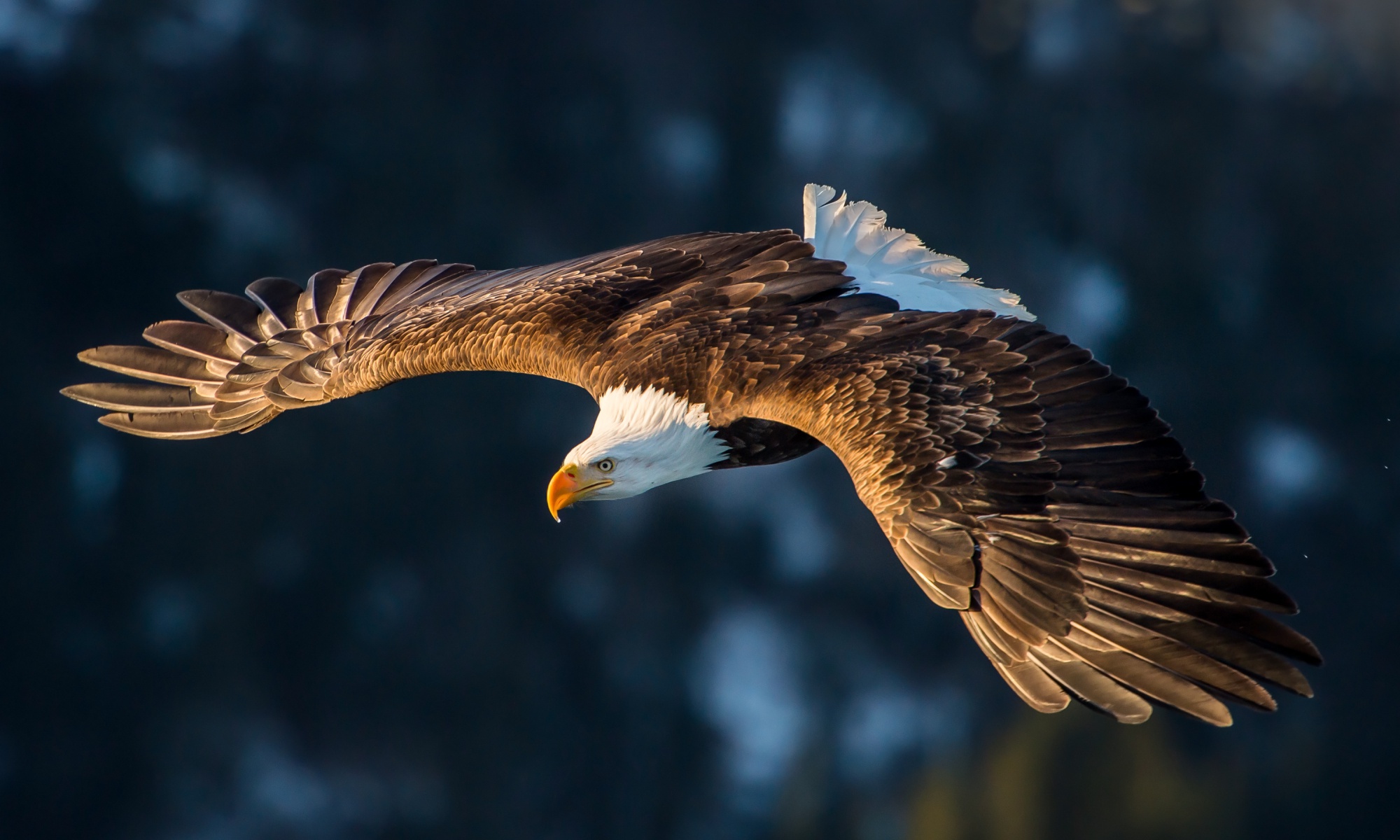 Eagle wallpaper for desktop, download