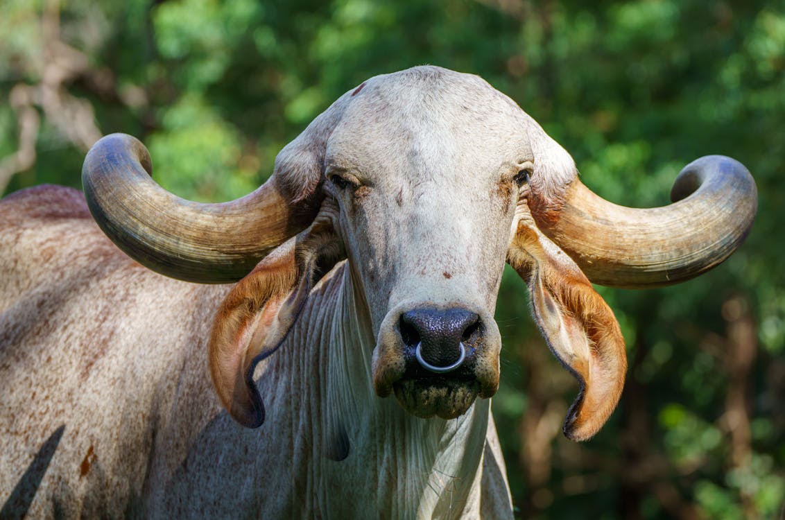 Gyr Cattle · Free