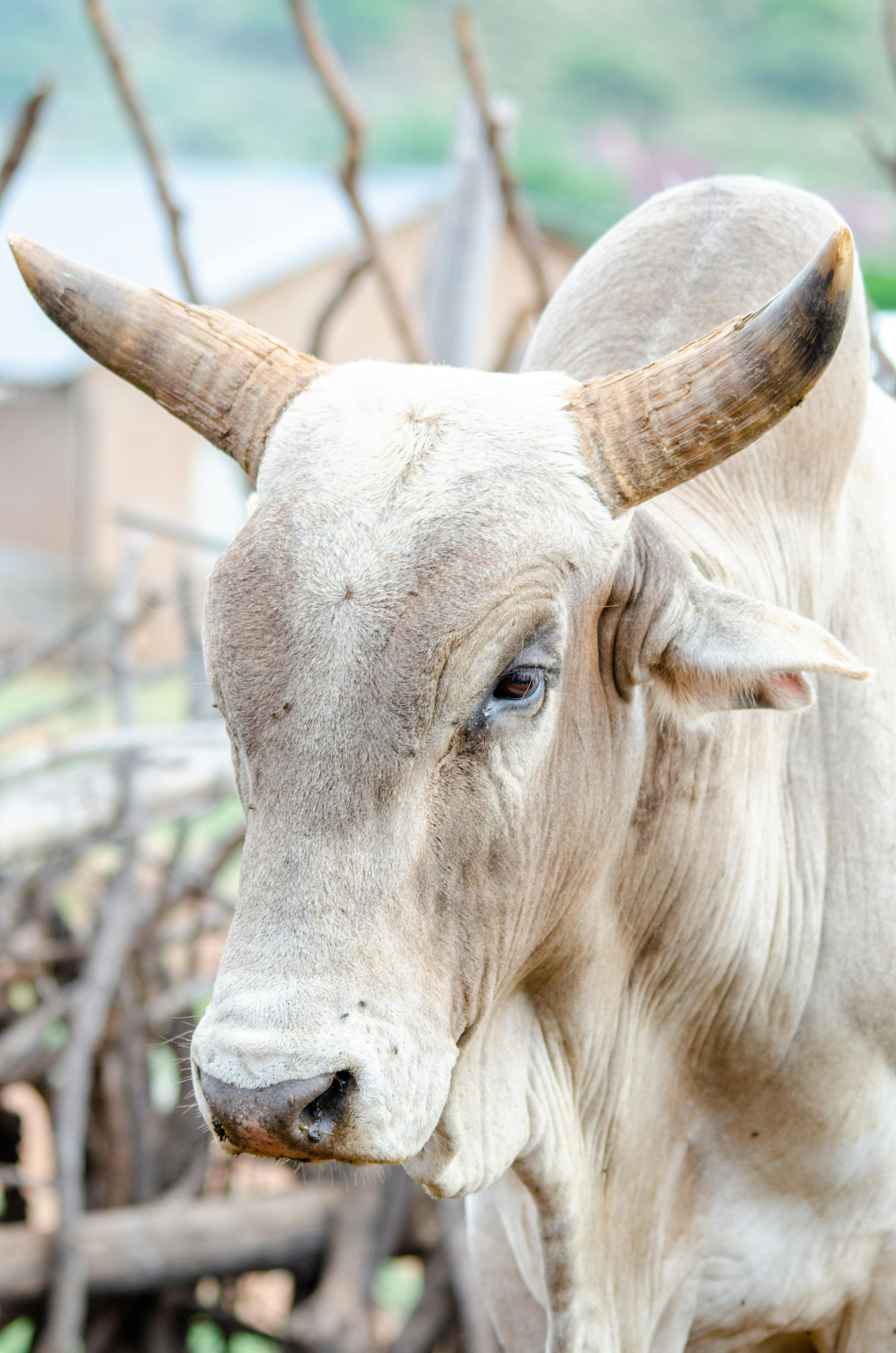 Gyr Cattle · Free