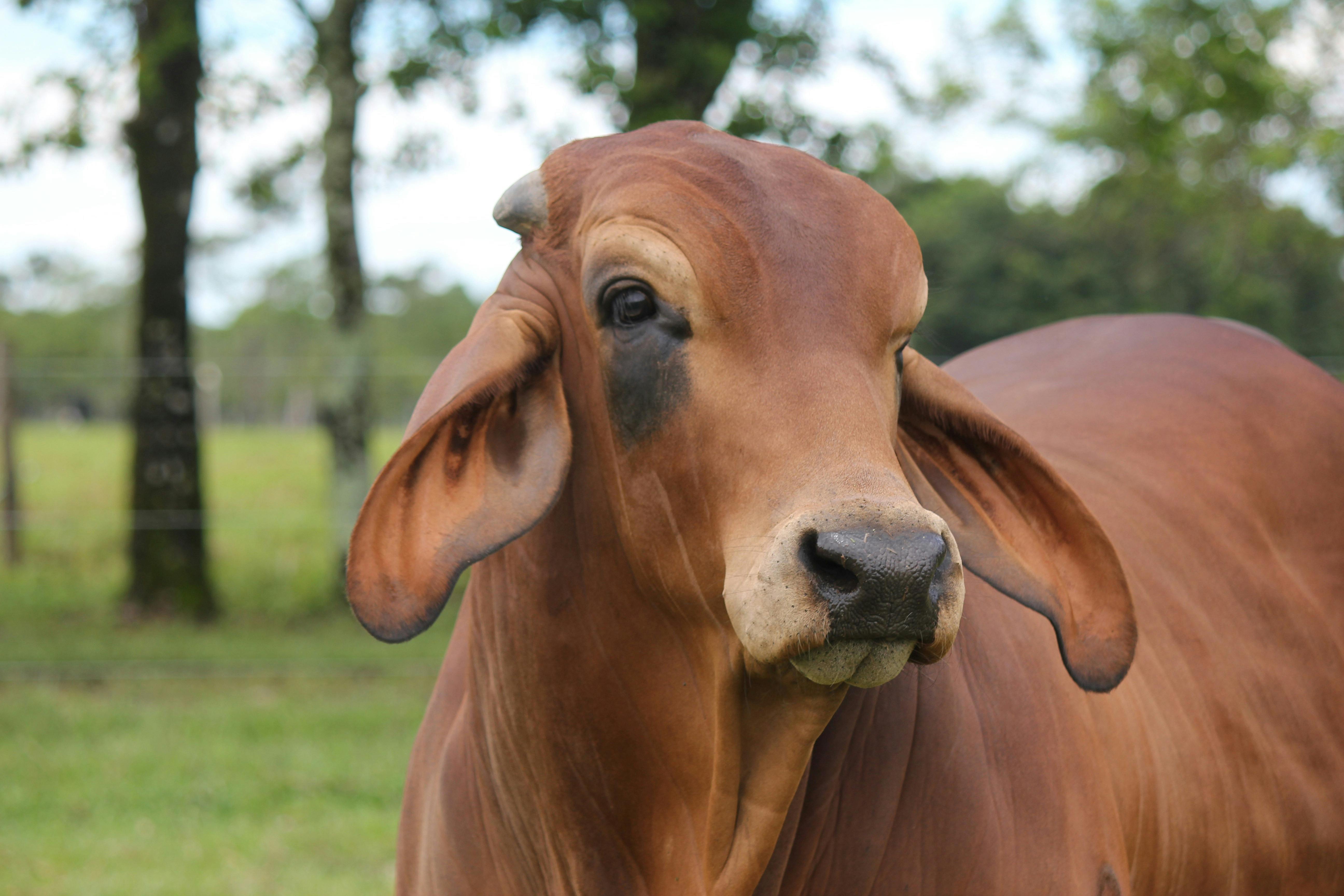 Gyr Cattle · Free