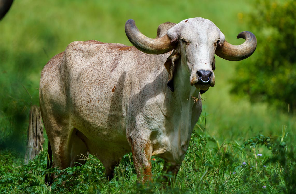 Gyr Cattle on Grass Field · Free Stock