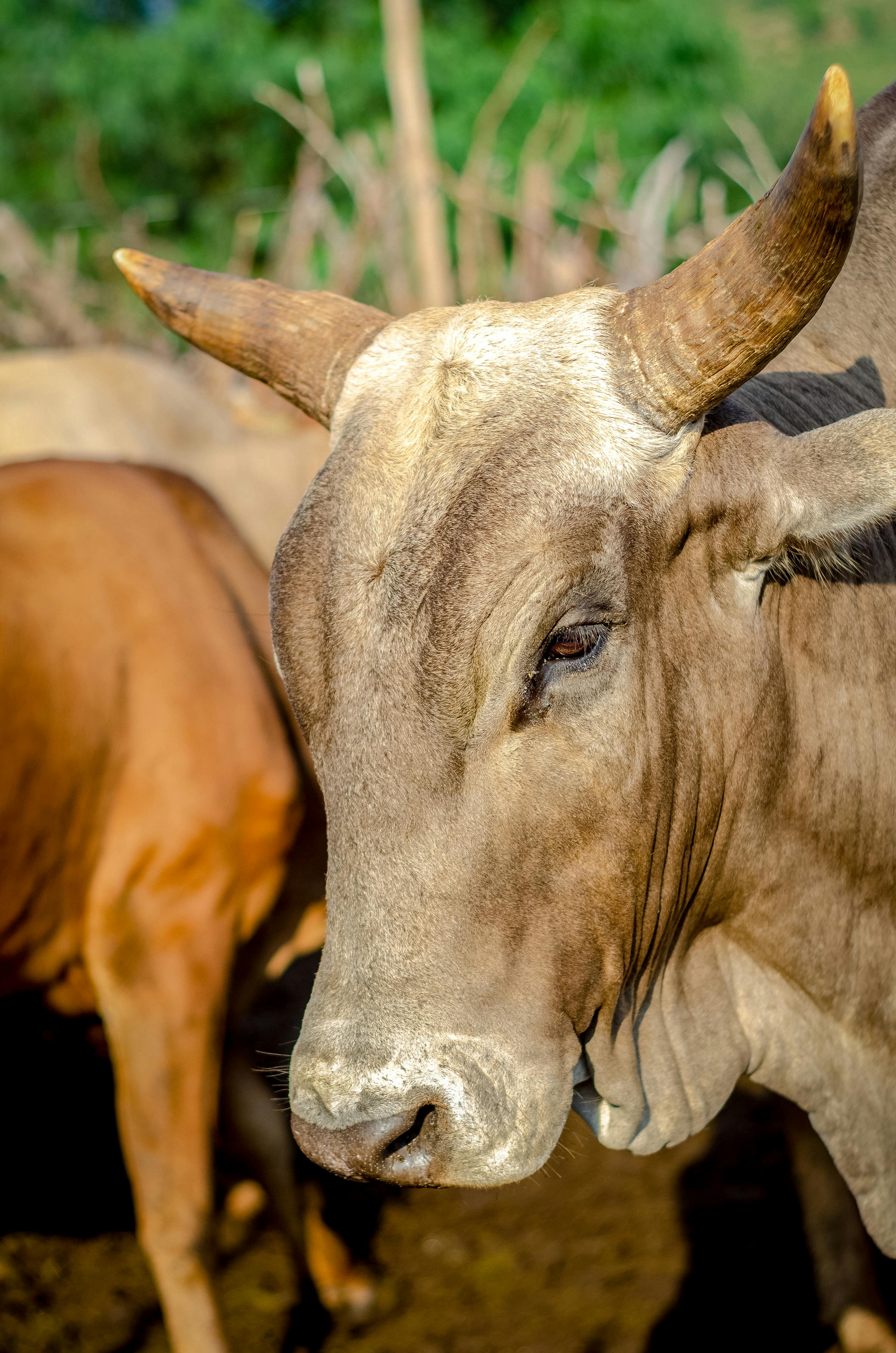 Gyr Cattle · Free