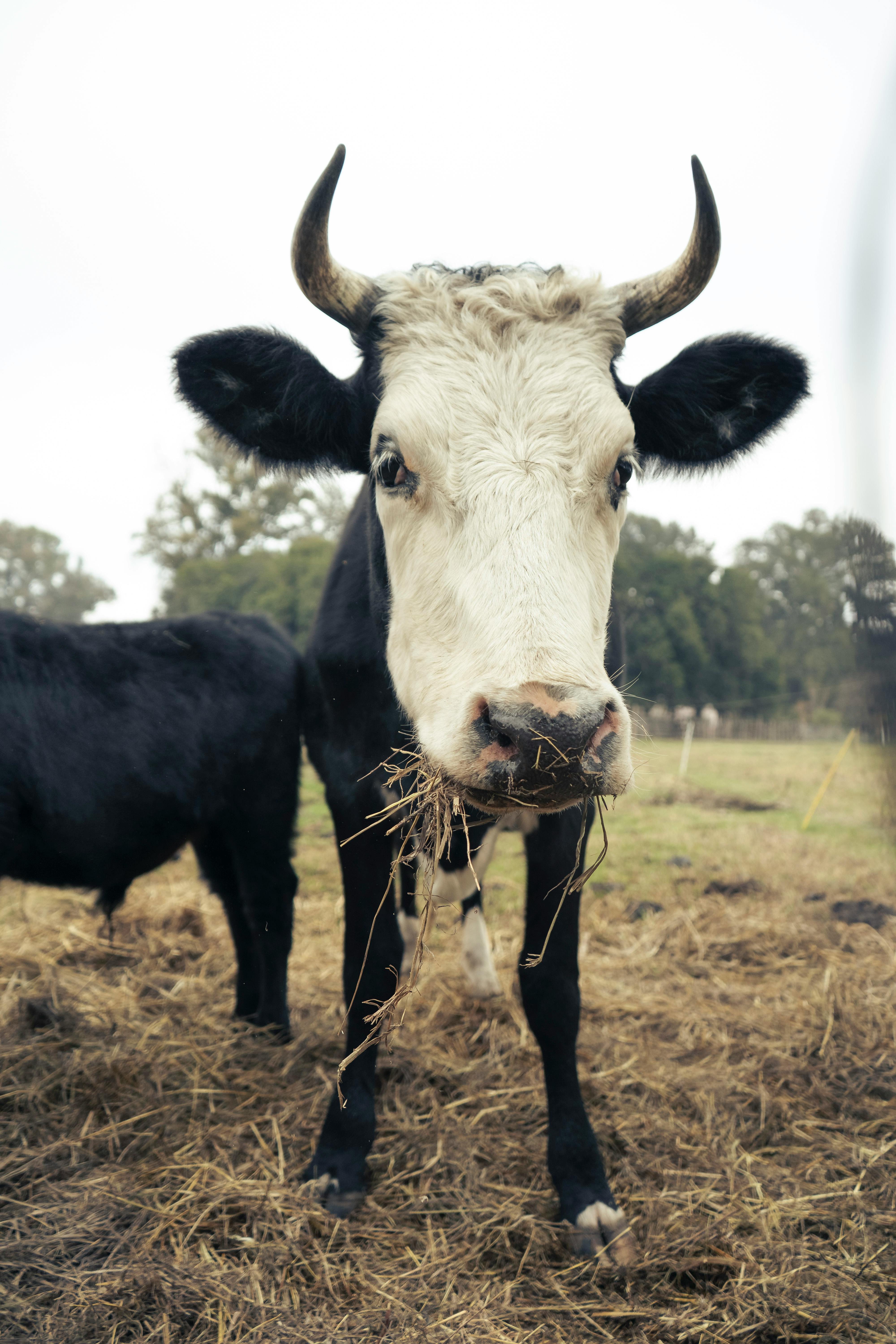 Gyr Cattle on Grass Field · Free Stock