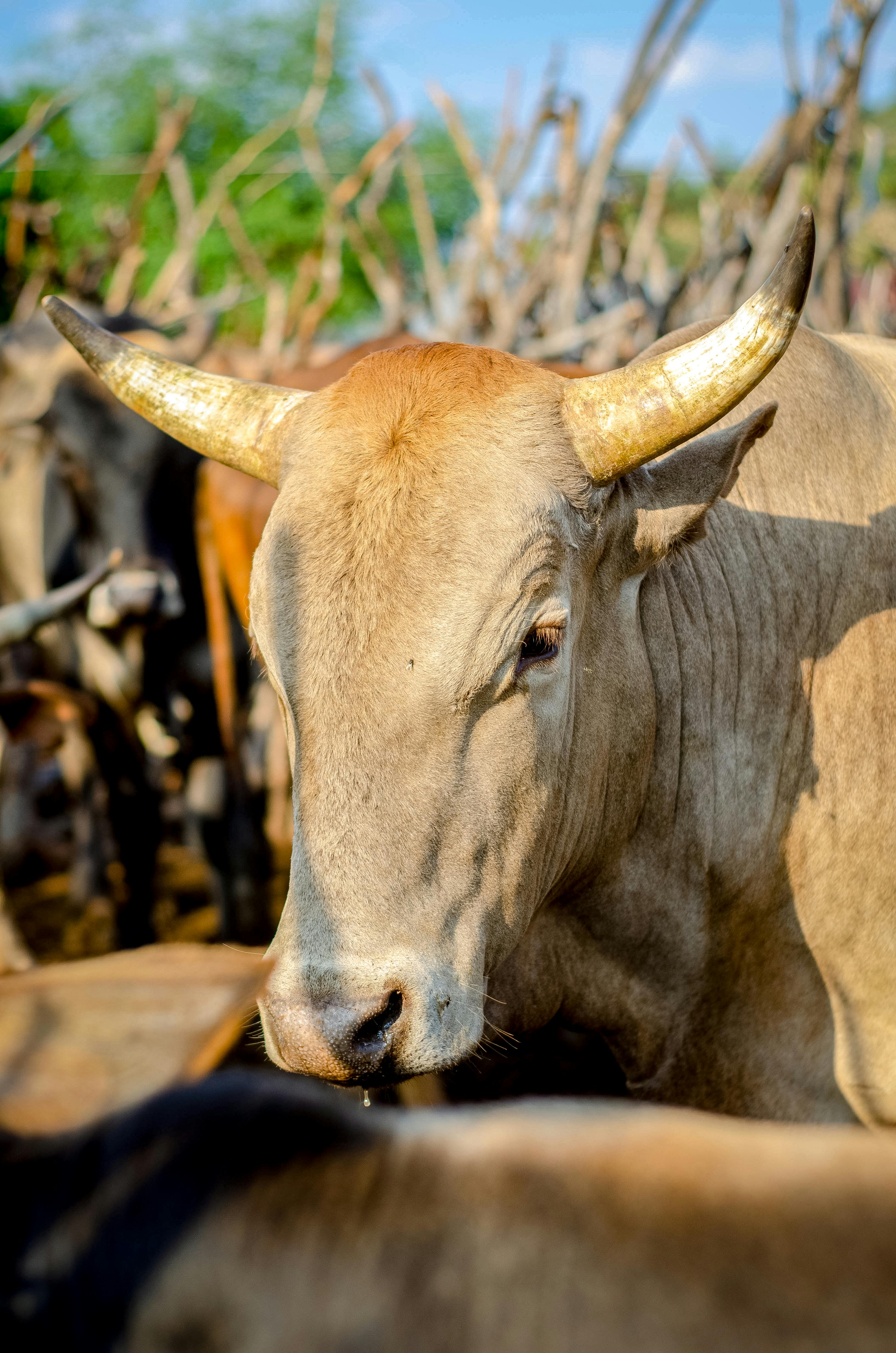 Gyr Cattle on Grass Field · Free Stock