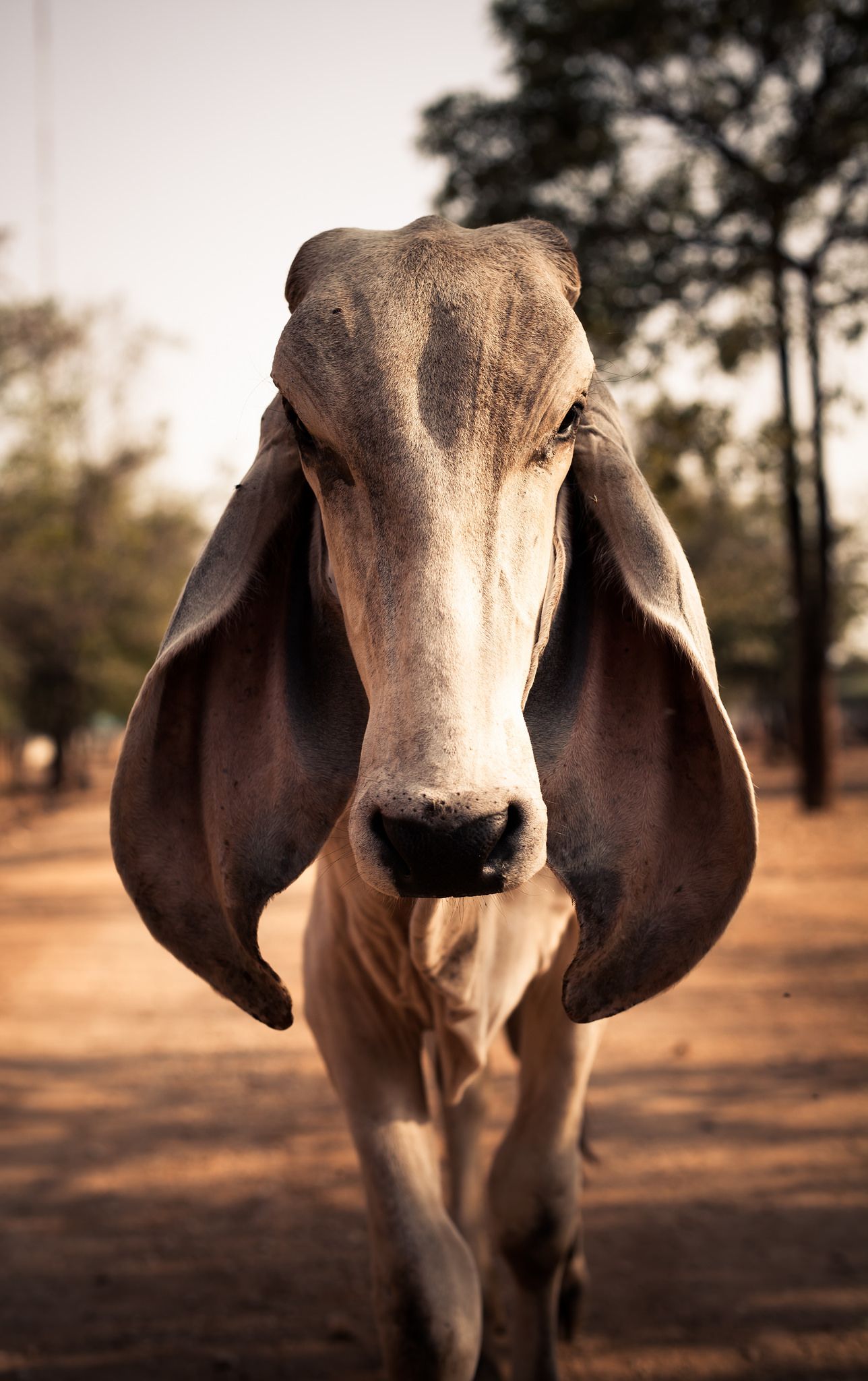 Big Ears. Cow wallpaper, Cow, Cattle