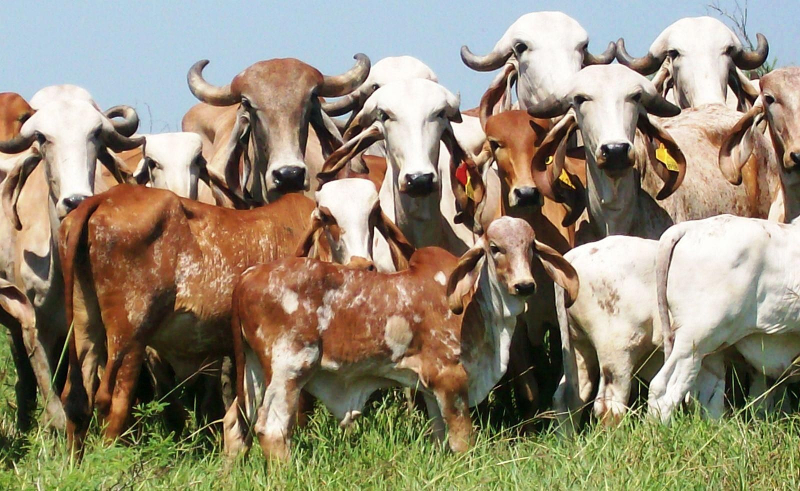 Cow picture, Cattle, Miniature cattle