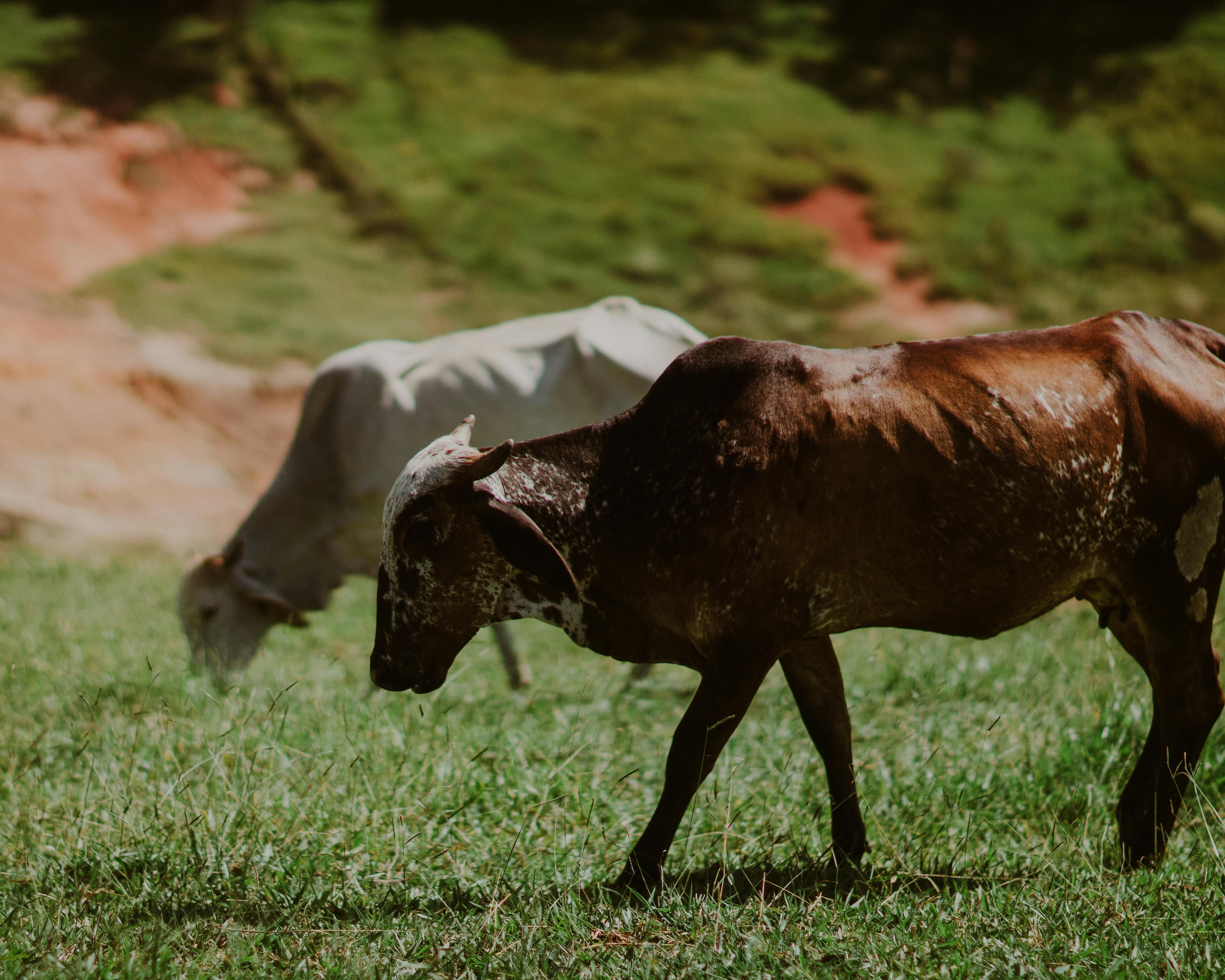 Gyr Cattle & HD Image