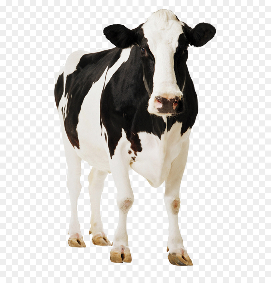 Holstein Friesian Cattle