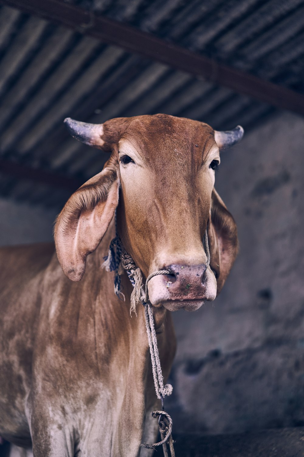 Brown cow with white rope on neck photo
