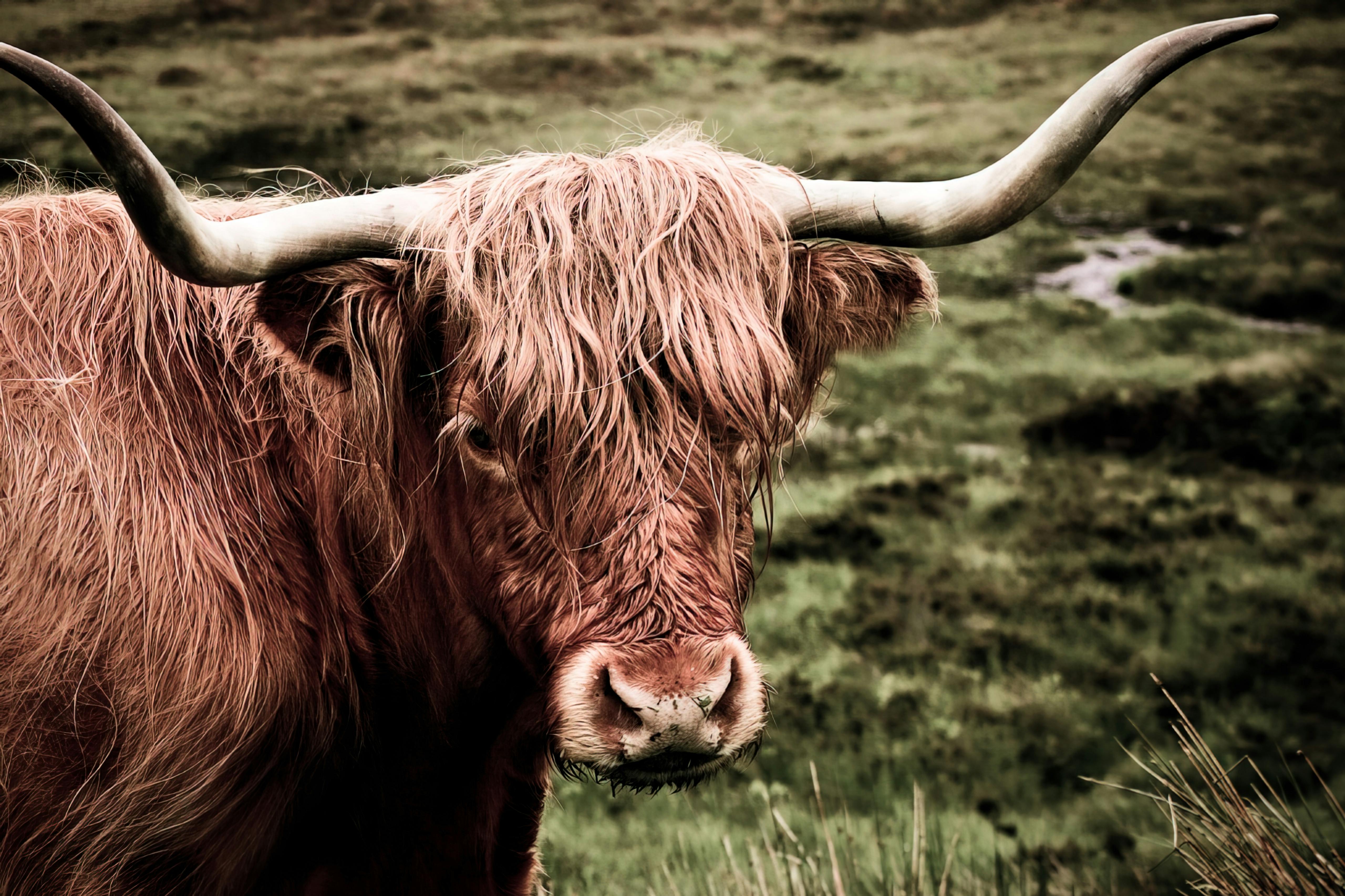 Gyr Cattle · Free