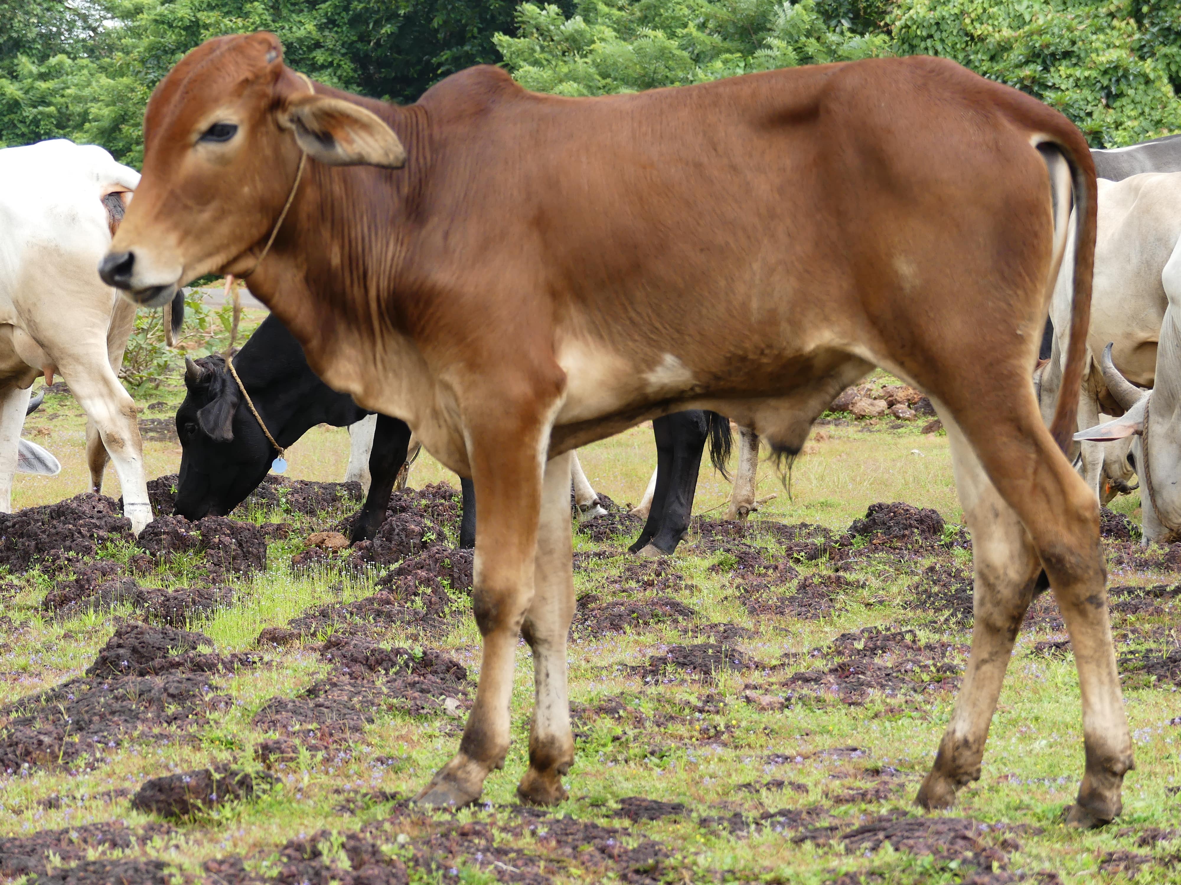 Gyr cattle Indian Cows. Save