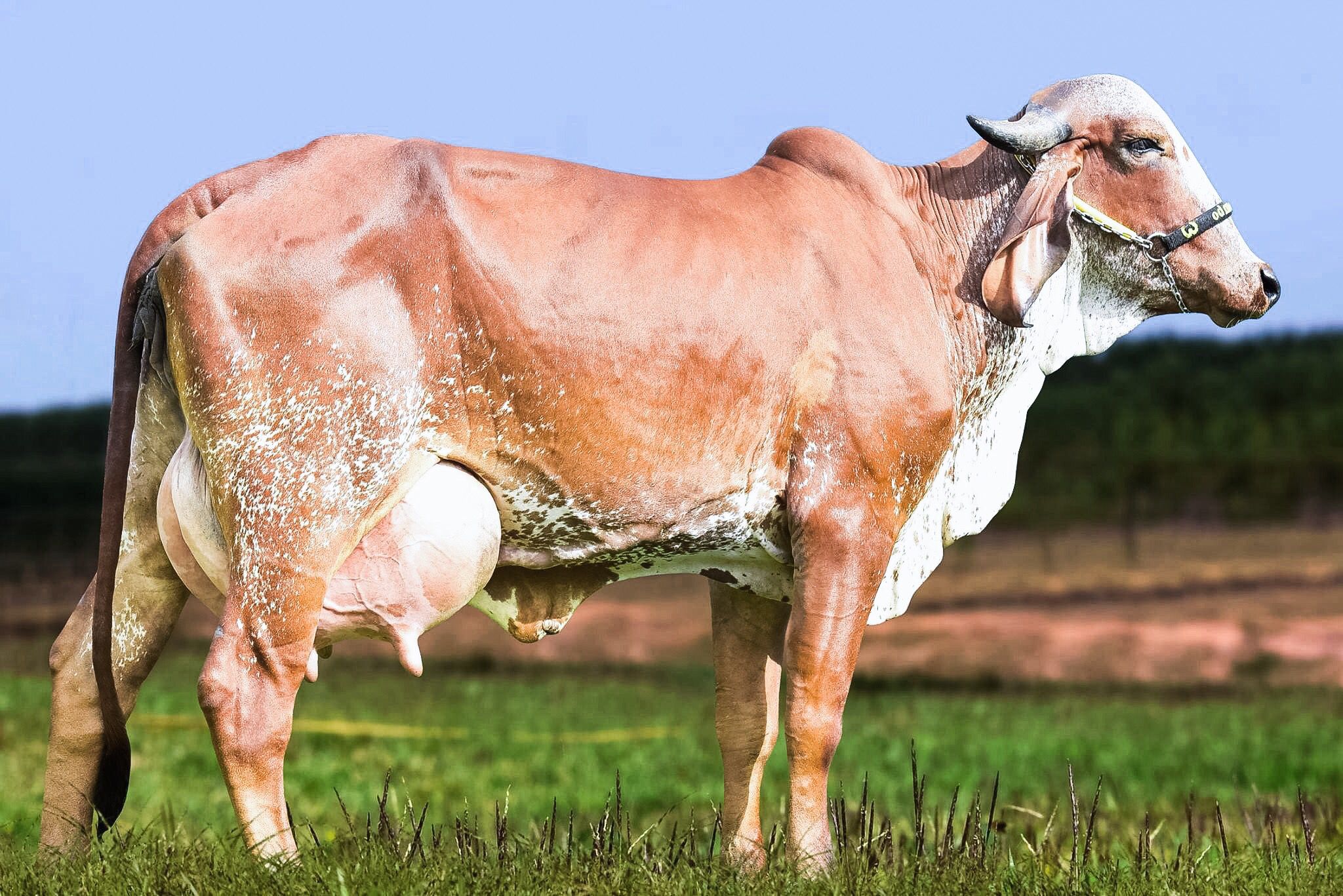 Dairy cattle, Cattle, Farm animals