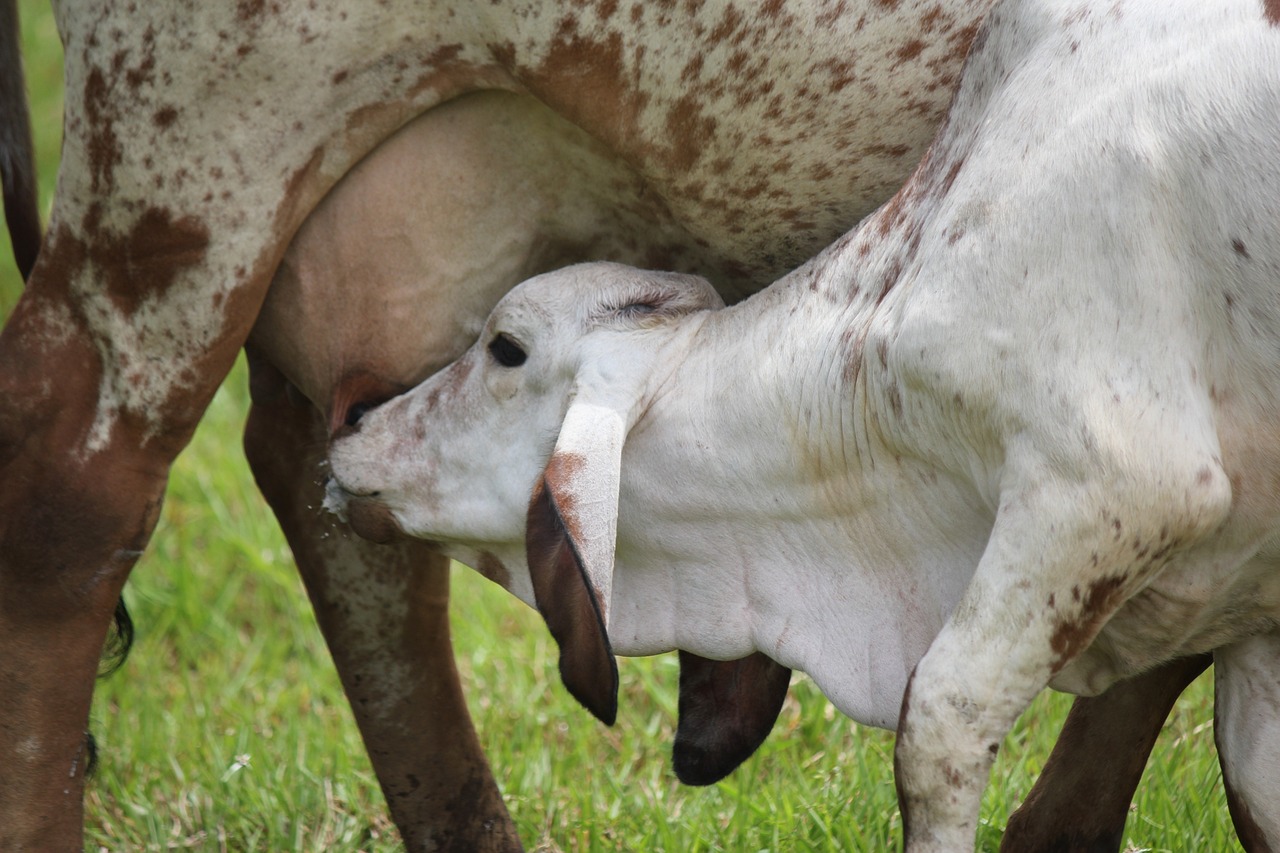 Calf Milk Udder photo