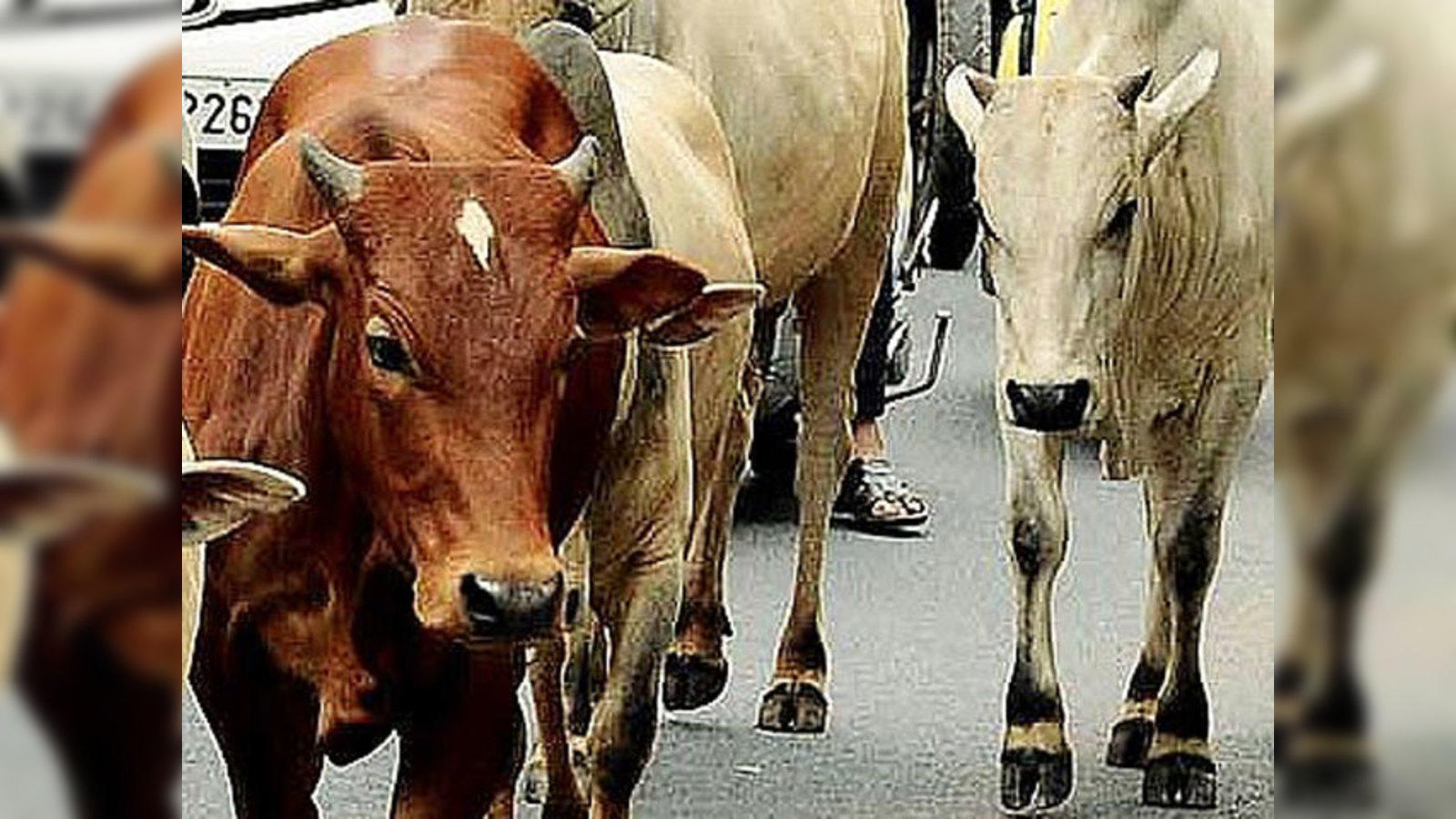 find gold in Gir cow urine