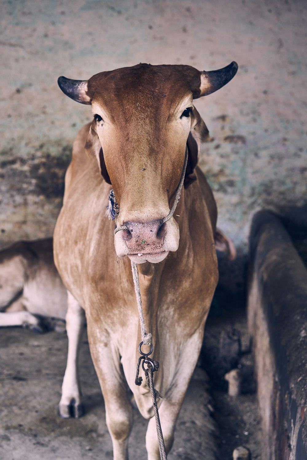 Brown cow with silver chain necklace