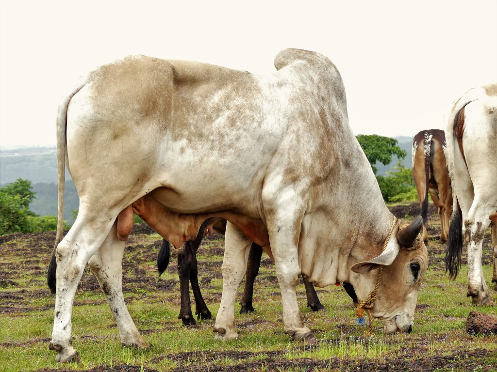 Gyr cattle Indian Cows. Save